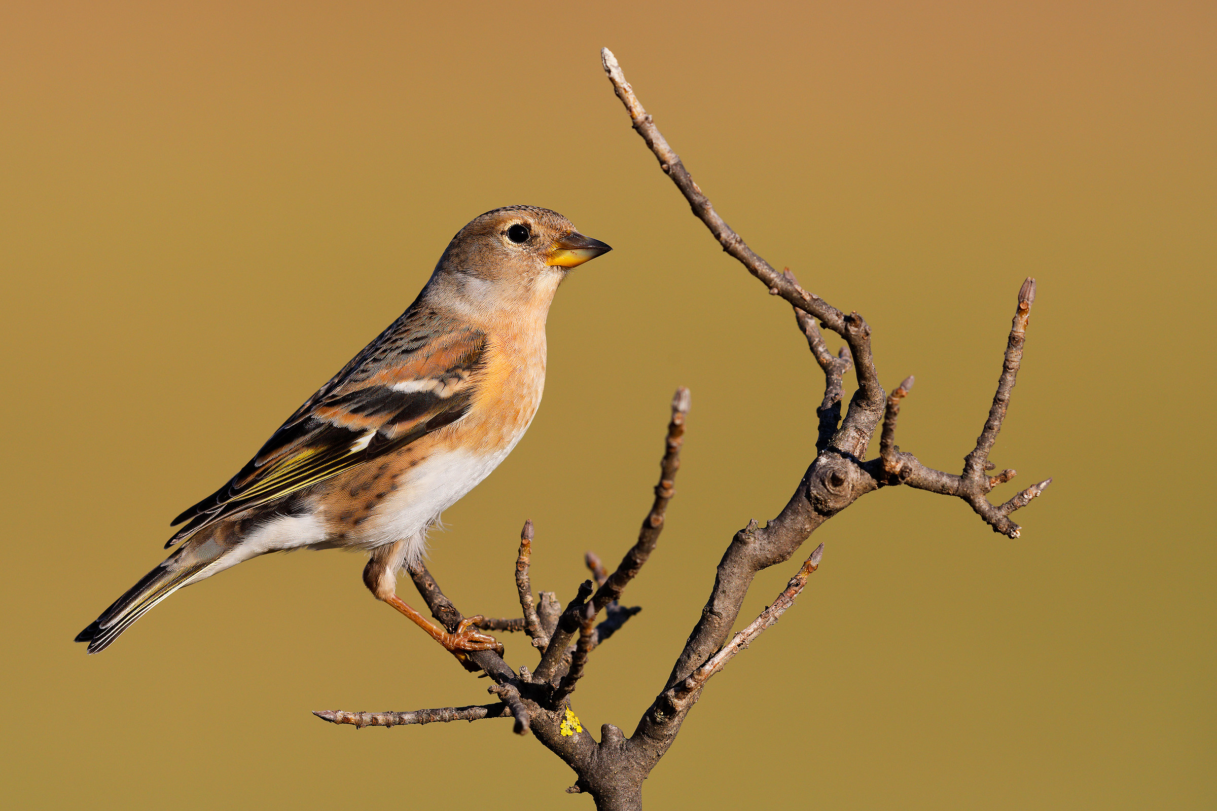Brambling