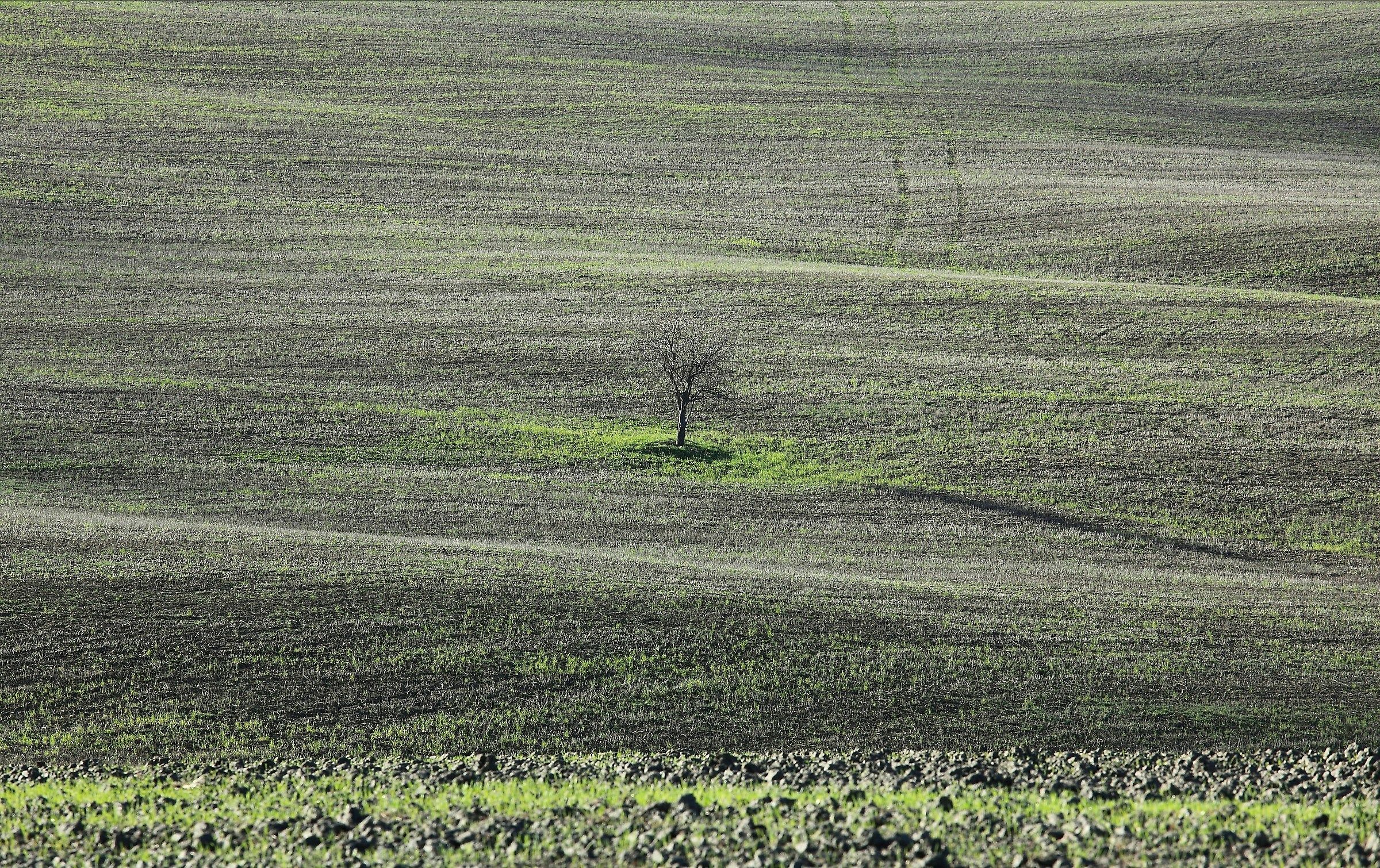 Minimal val d'orciano, la sentinella