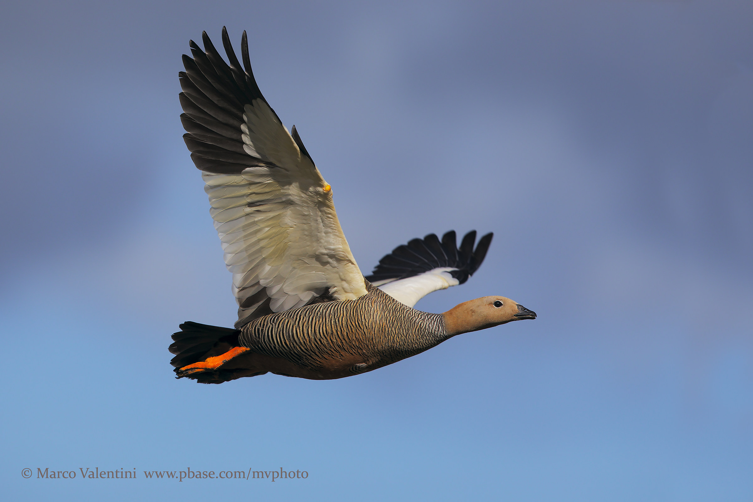 They magellate in flight