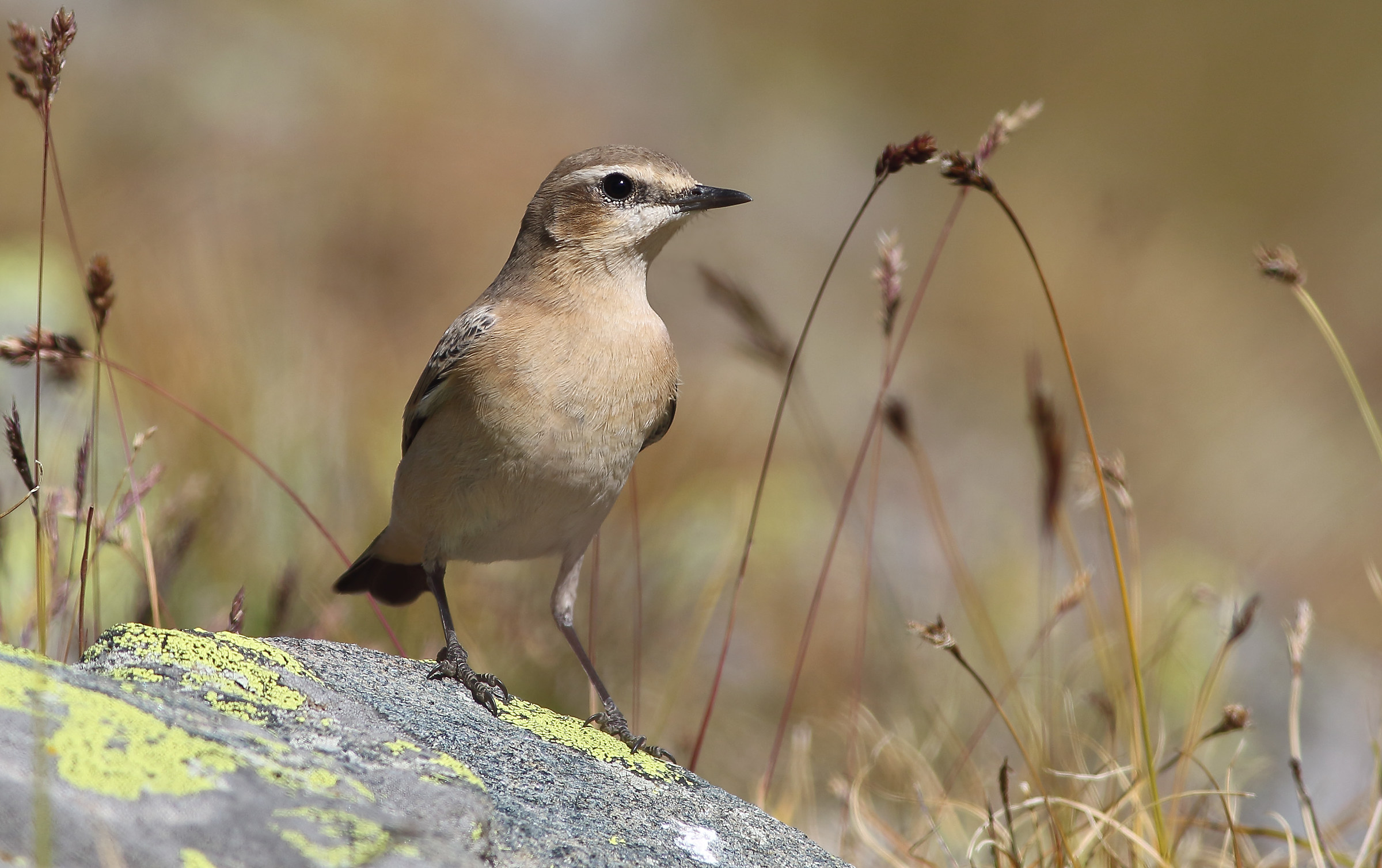 wheatear