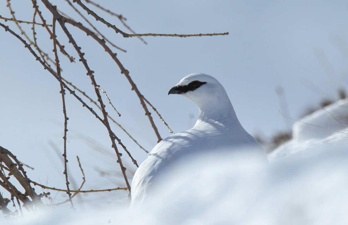 Bianca evanescenza..