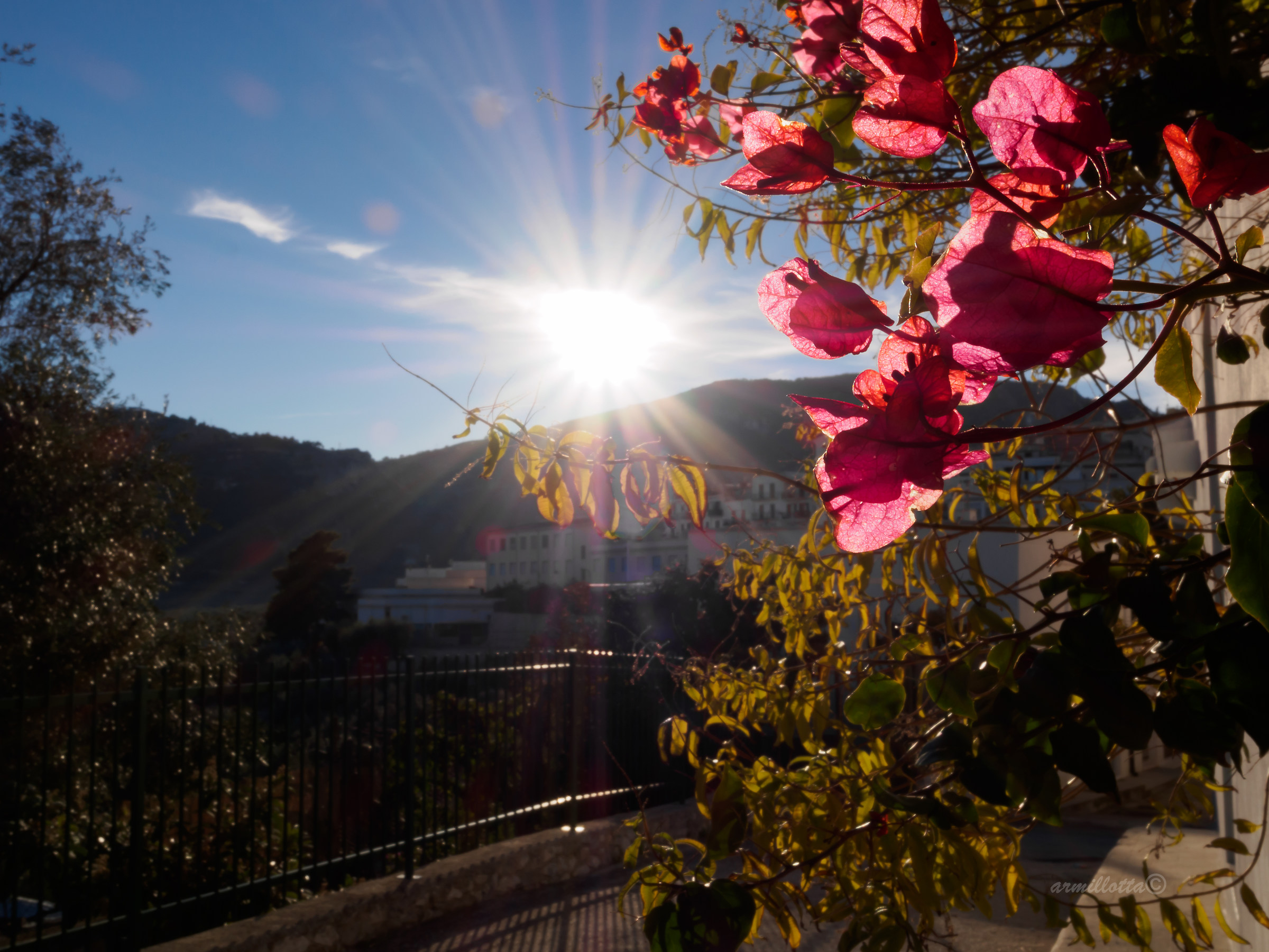 mattinata, scorcio in fiore