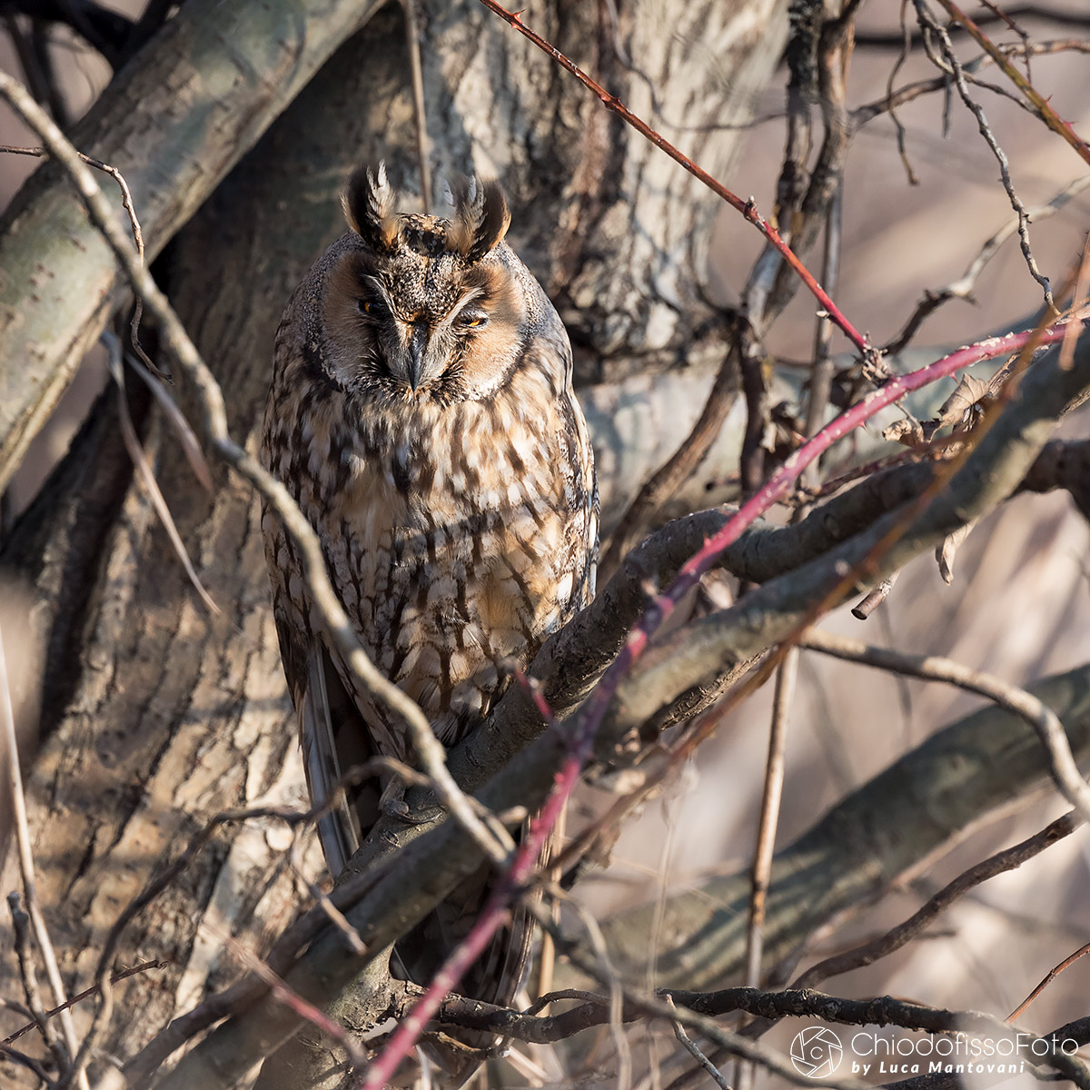 The Owl snoozes, but remains alert