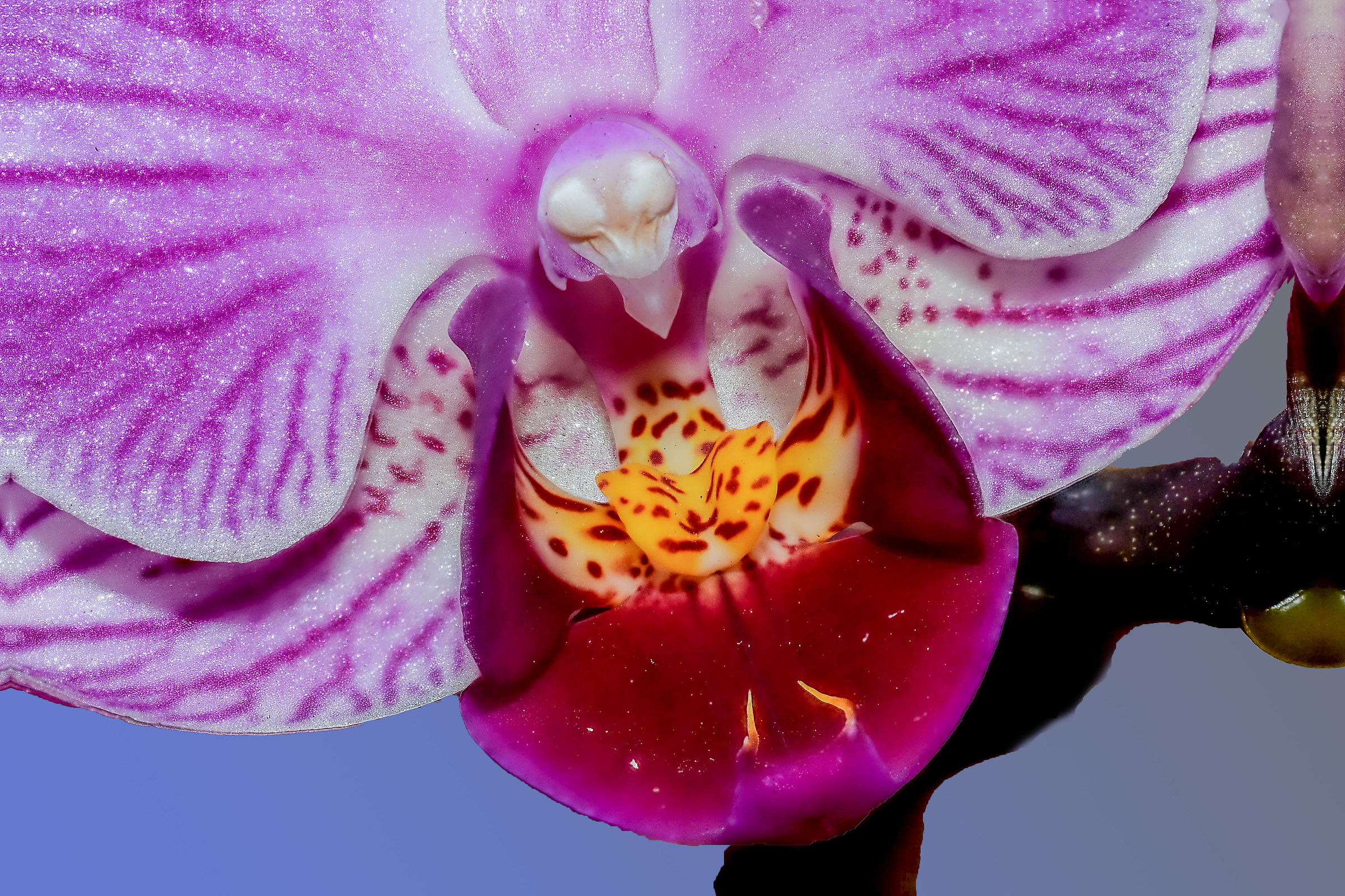 Primo piamo di Phalaenopsis