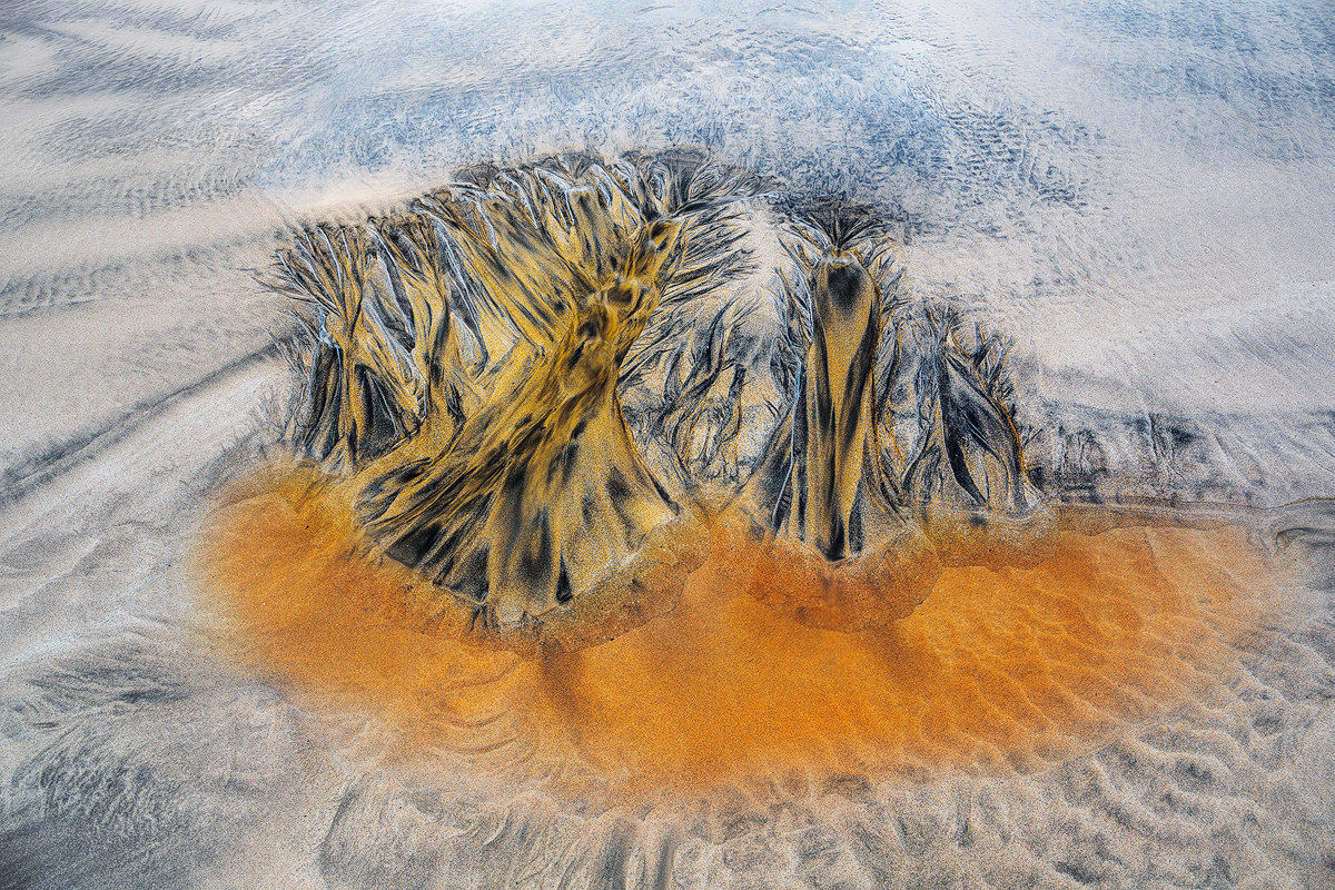 Foresta nella sabbia