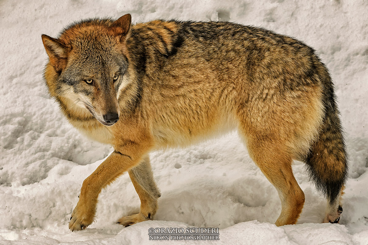 Canis lupus