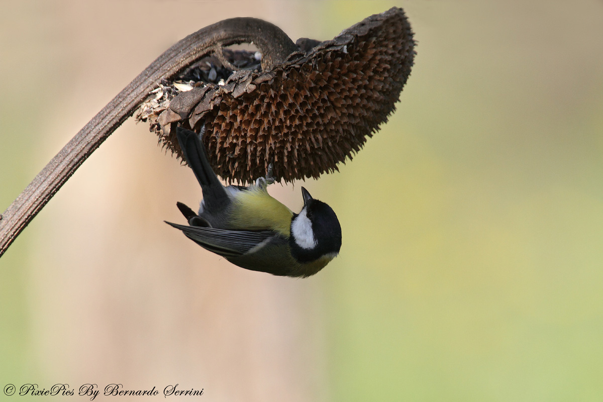 Great Tit (Parus major)
