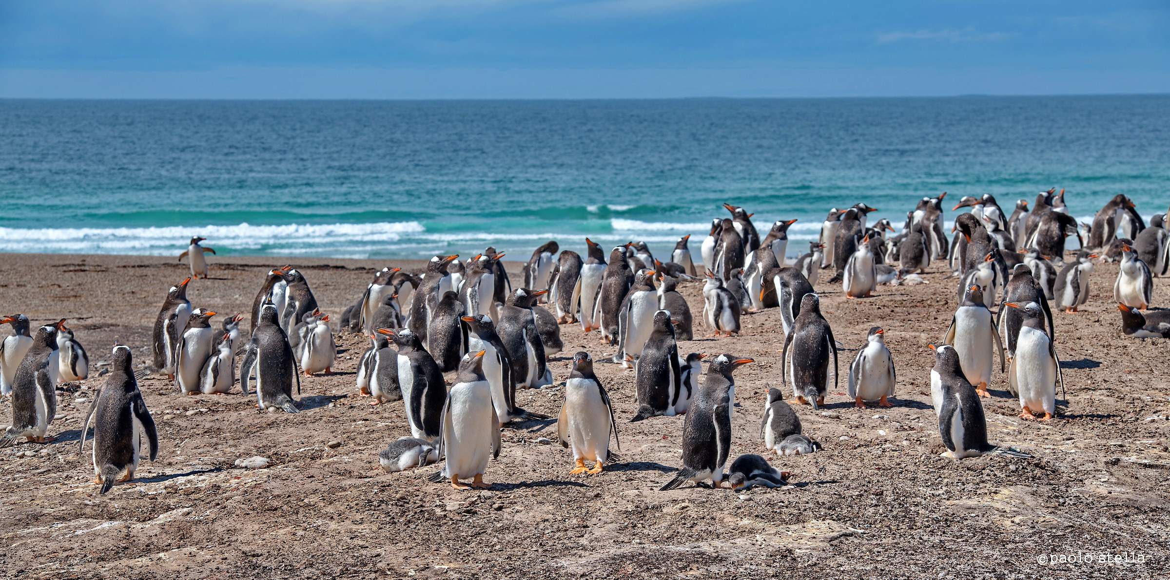 Gentoo in Saunders Island