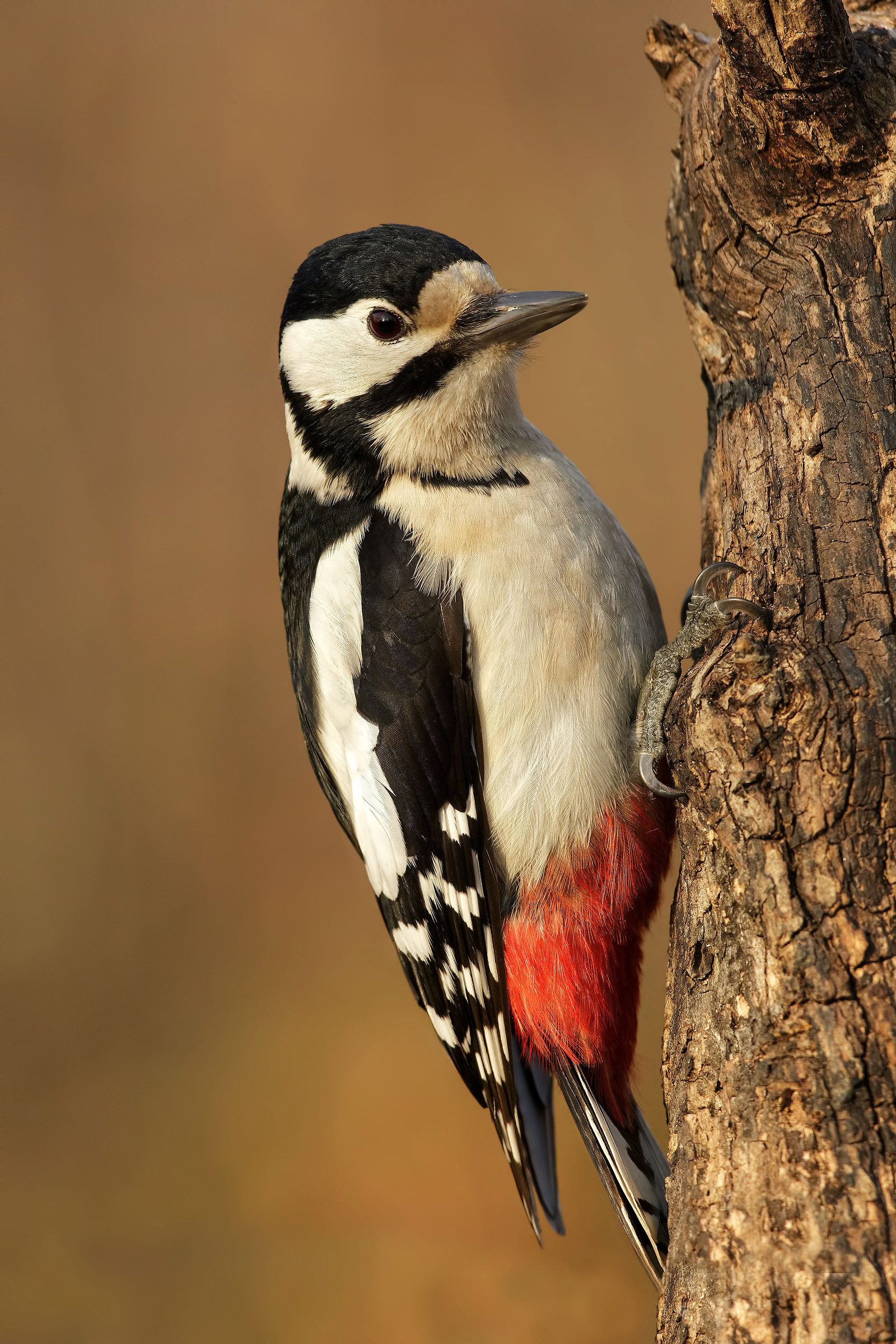 Great spotted woodpecker