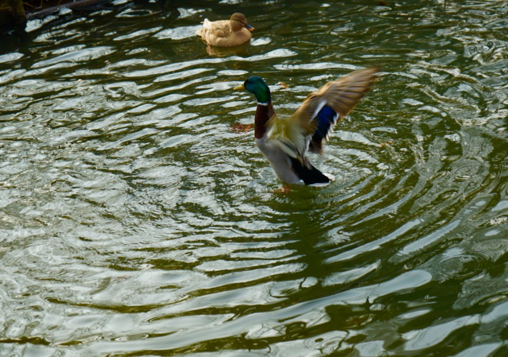 Pirouettes on the water