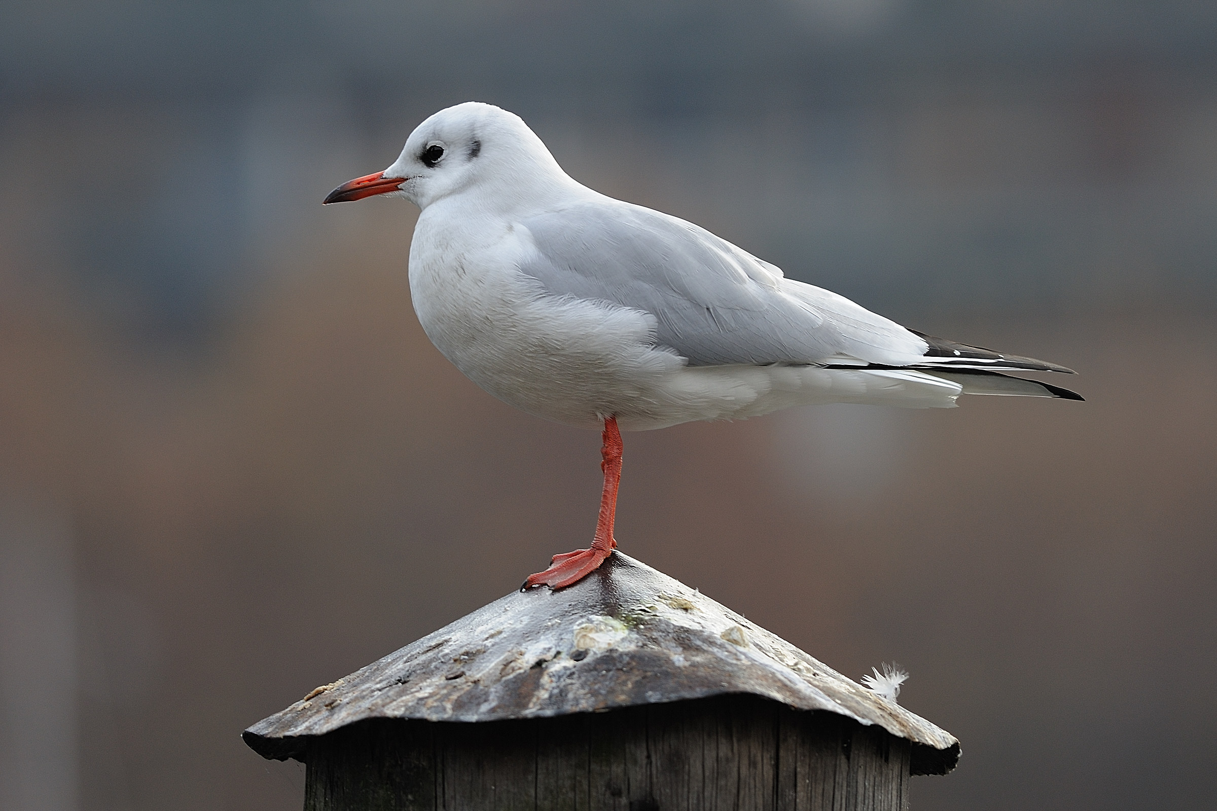 Common seagull