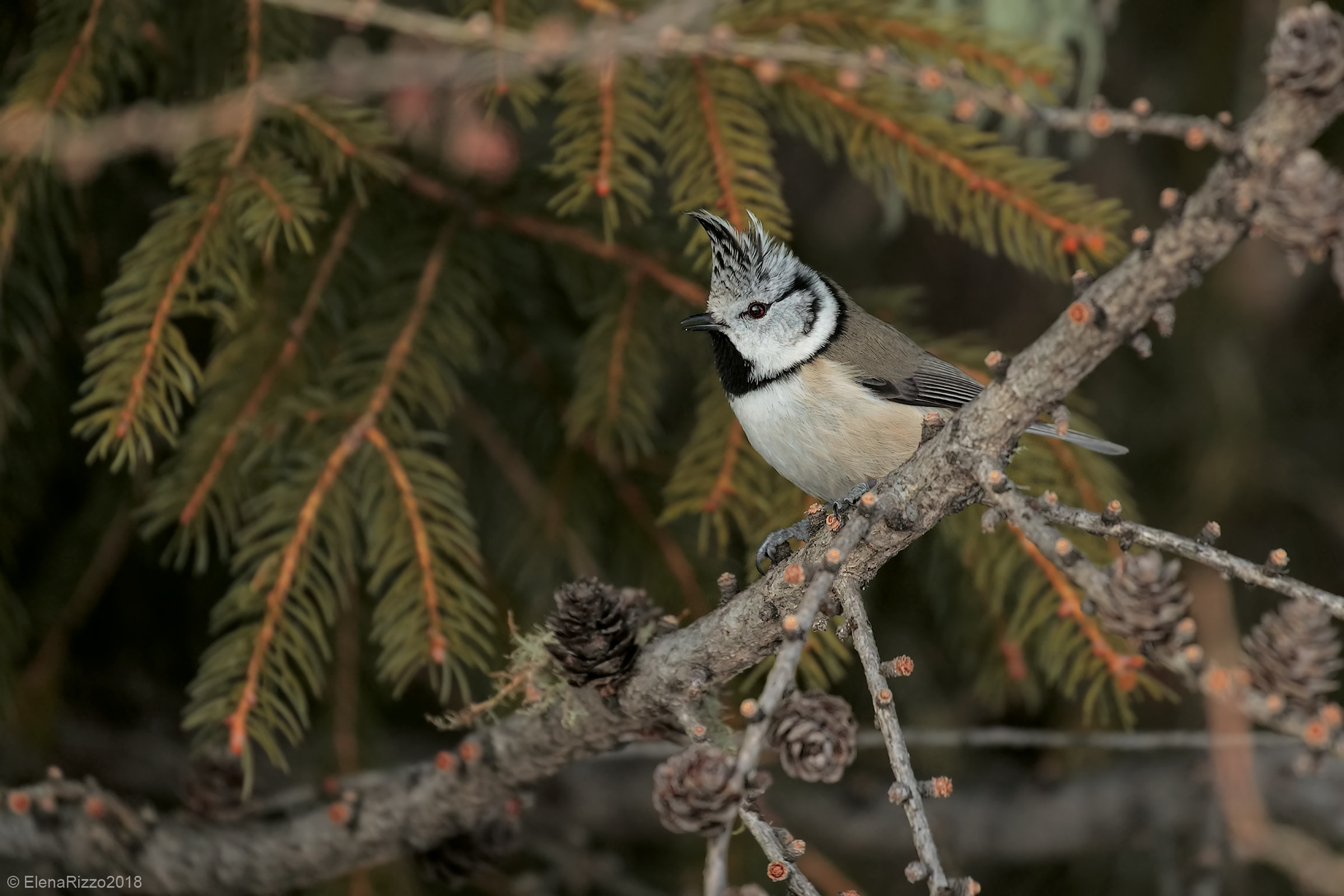 Crested tit