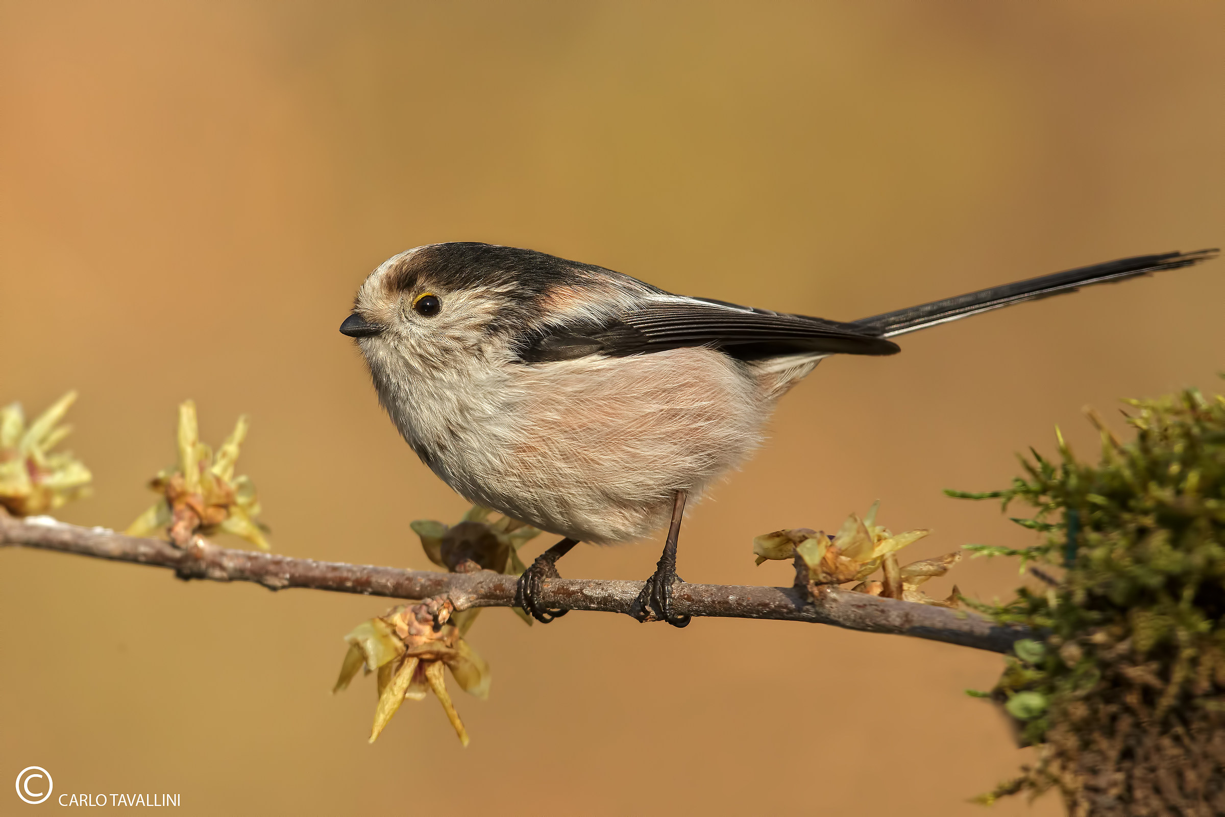 Long-tailed Tit