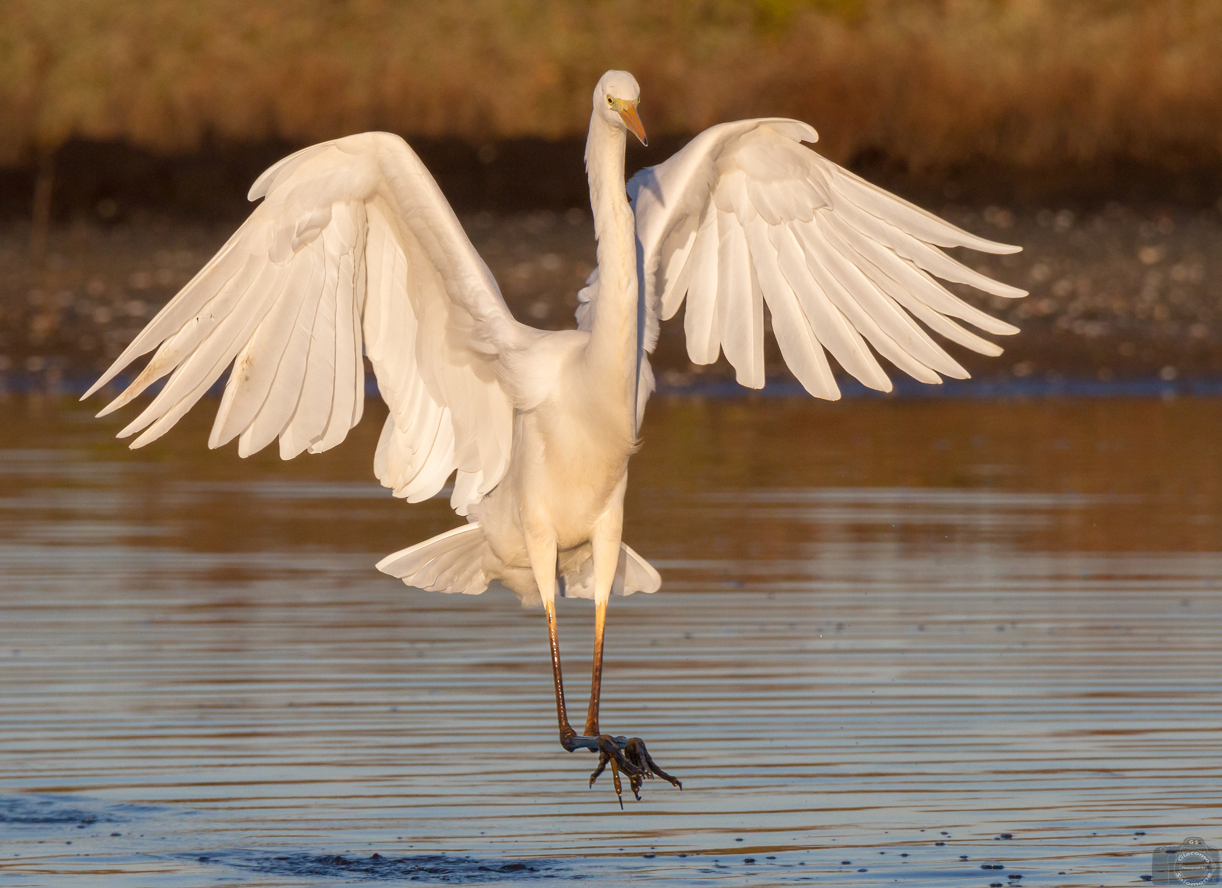 The arrival of the Great White Heron.