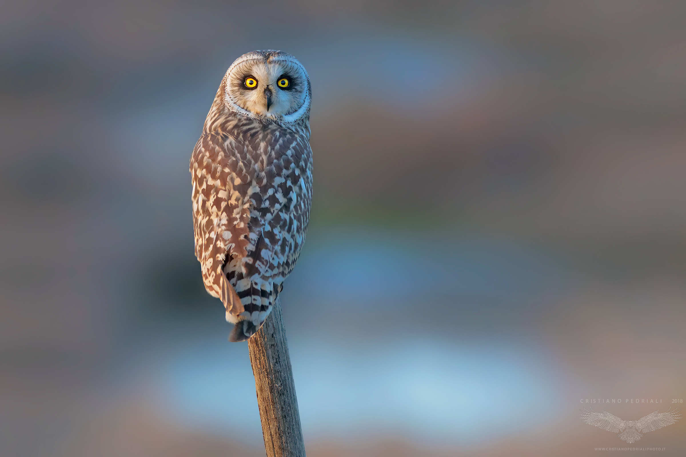 With the swamp behind (Asio flammeus)