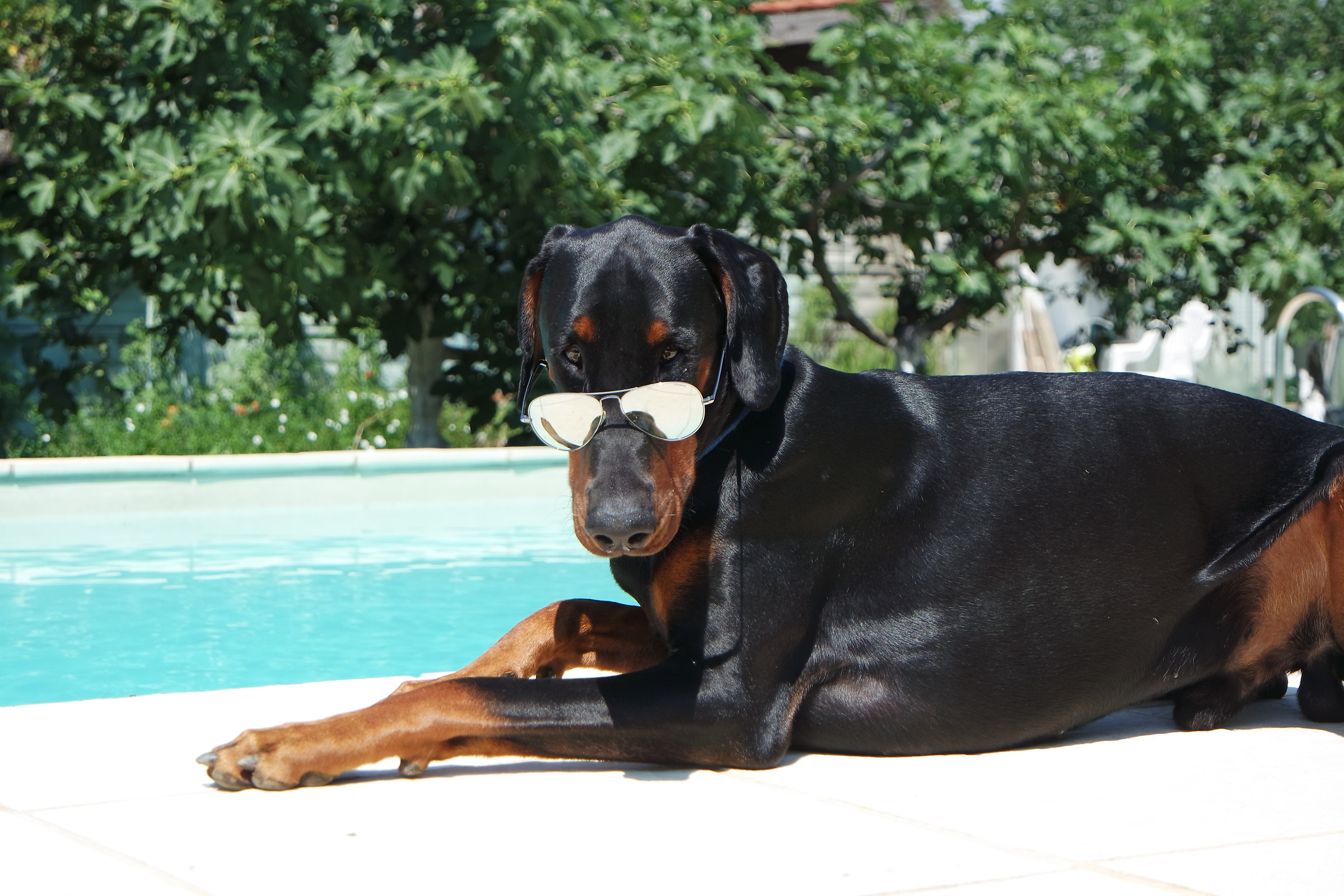 Dobermann male vain