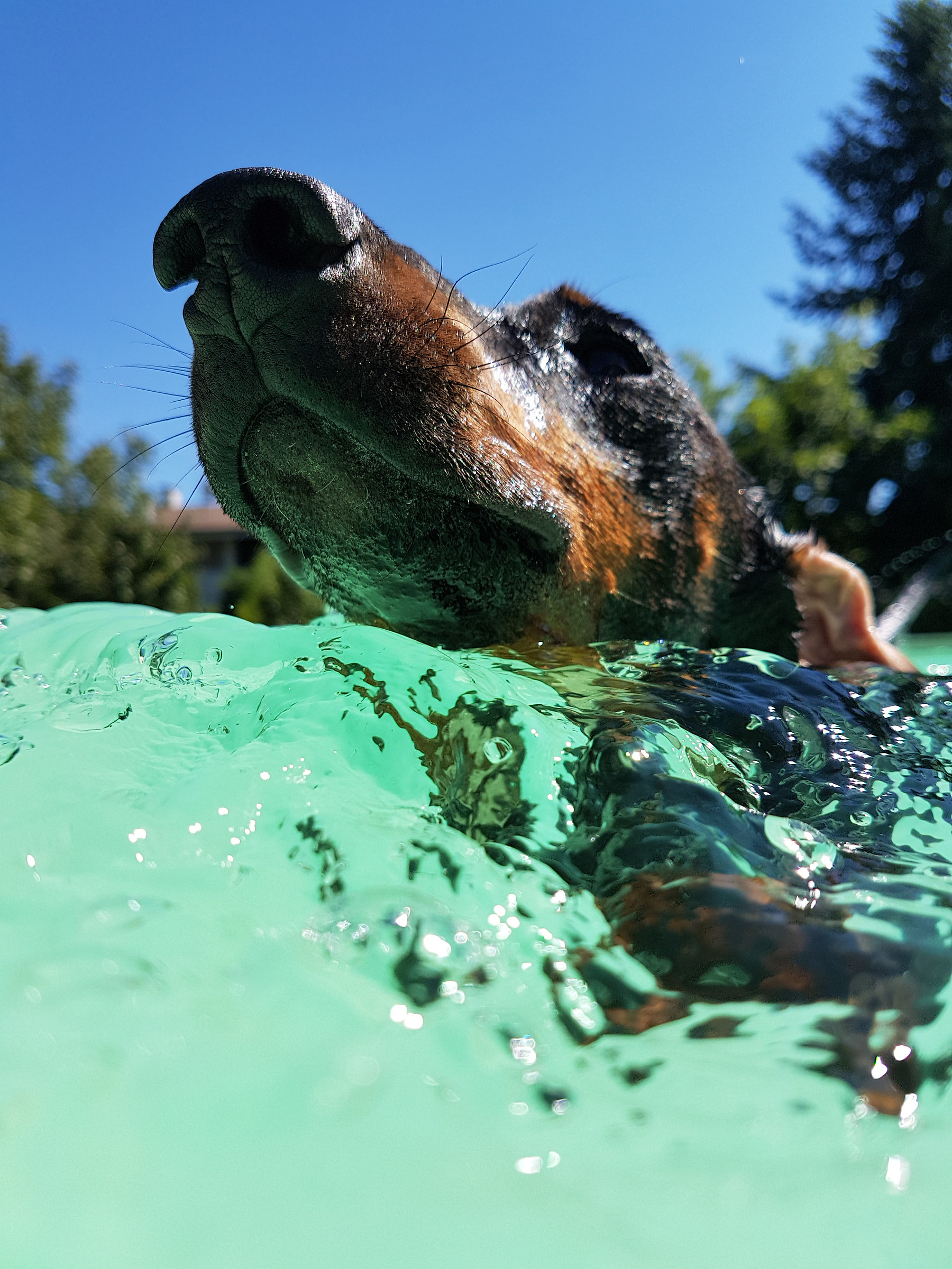 Dachshund looking like a submarine