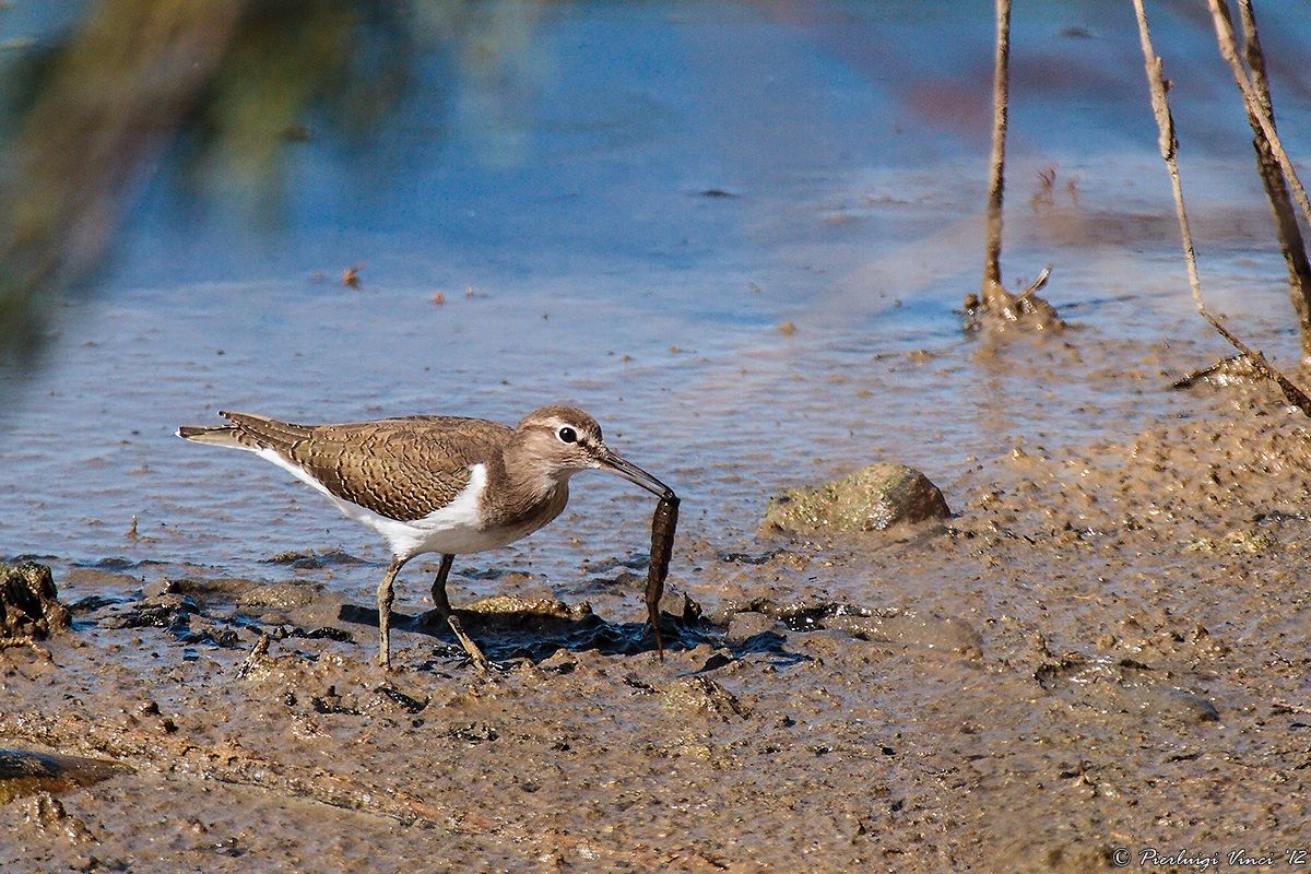 Sandpiper