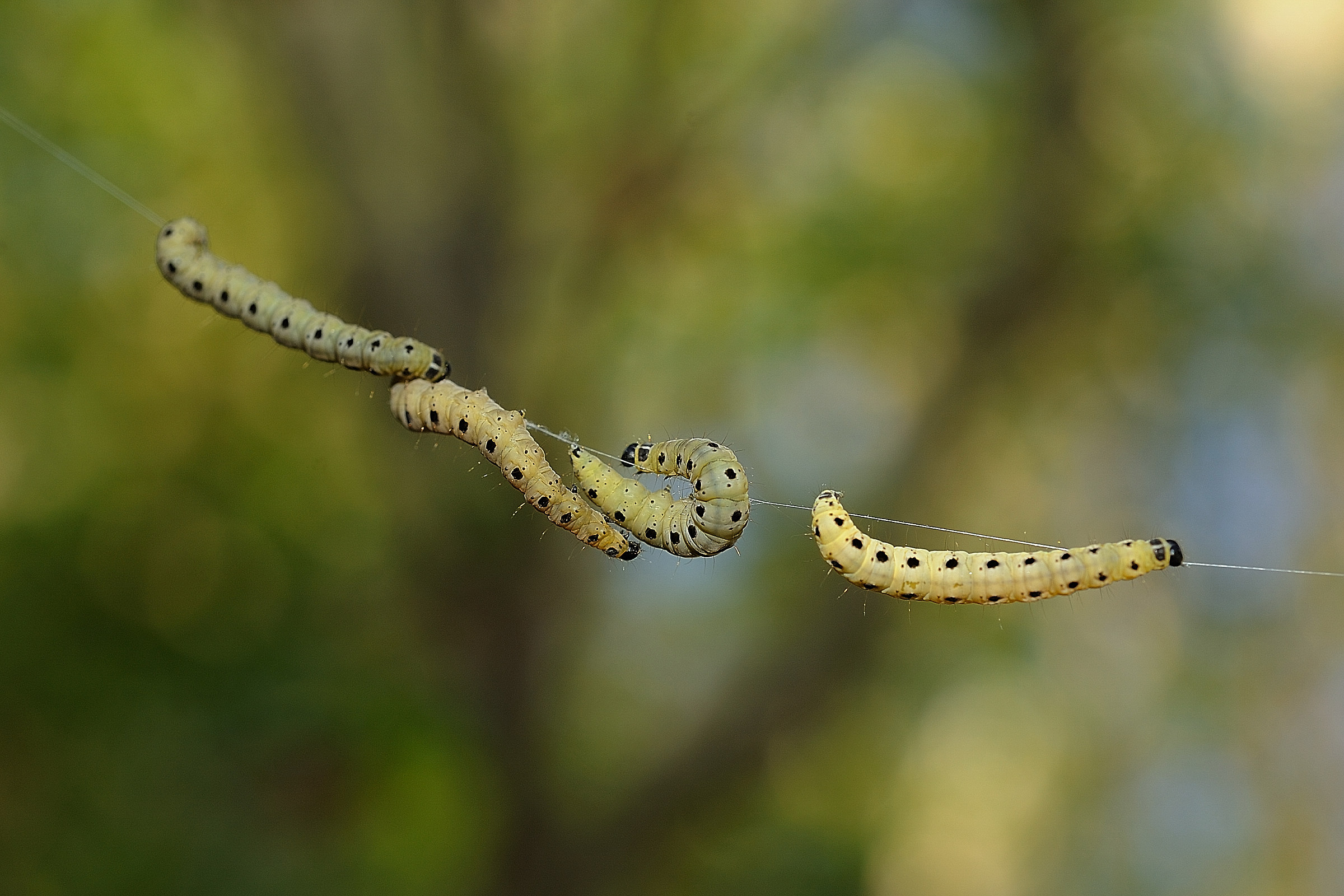 Caterpillars of Yponomeuta pan