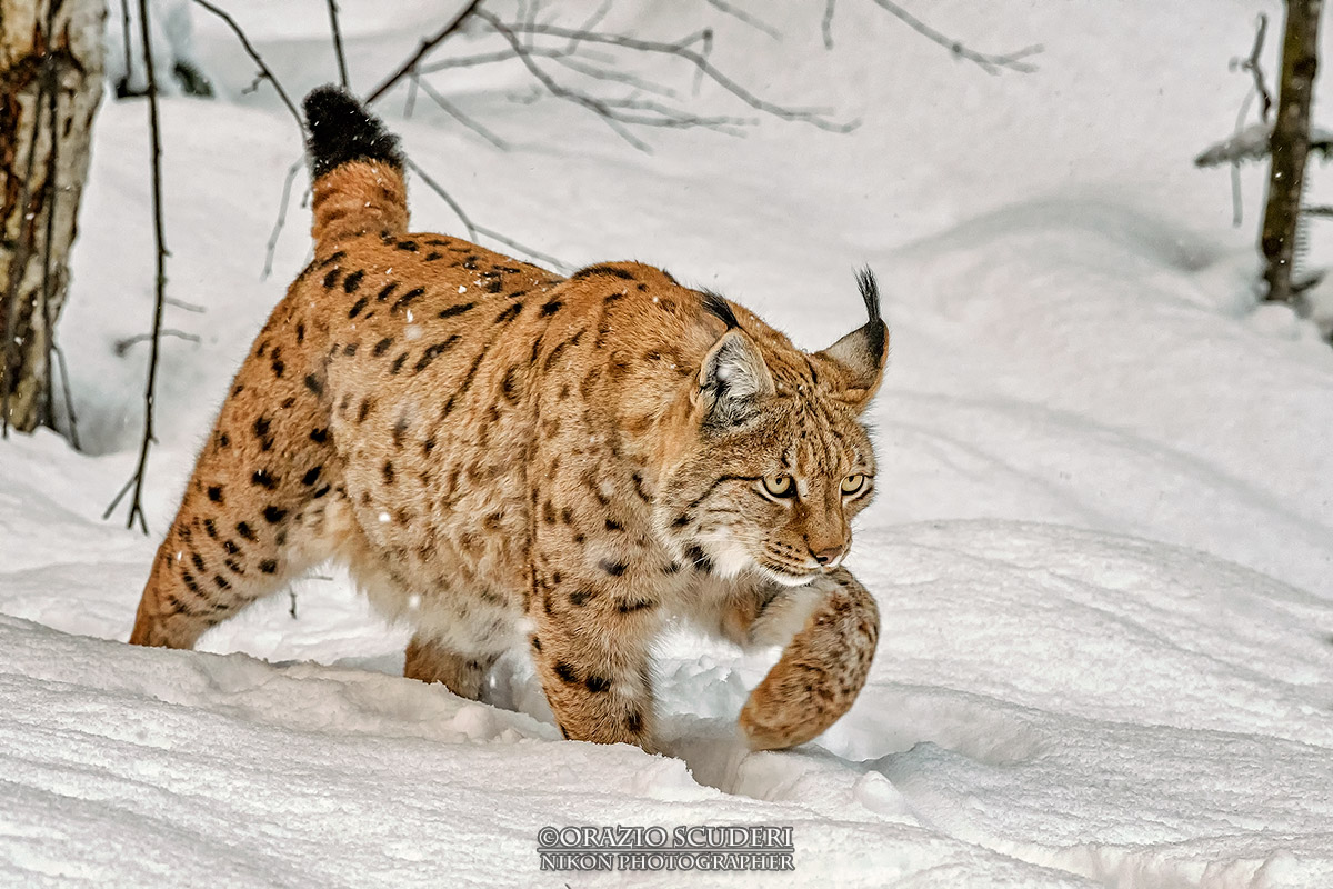 Lynx lynx