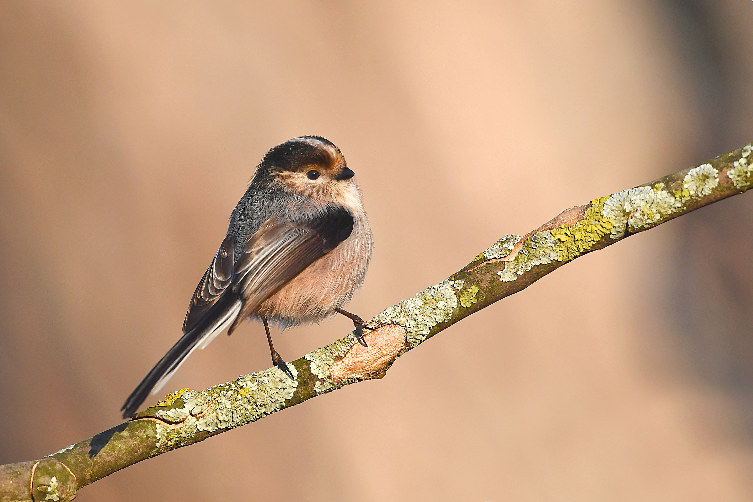 Stories of feathers (Long-tailed Tit)