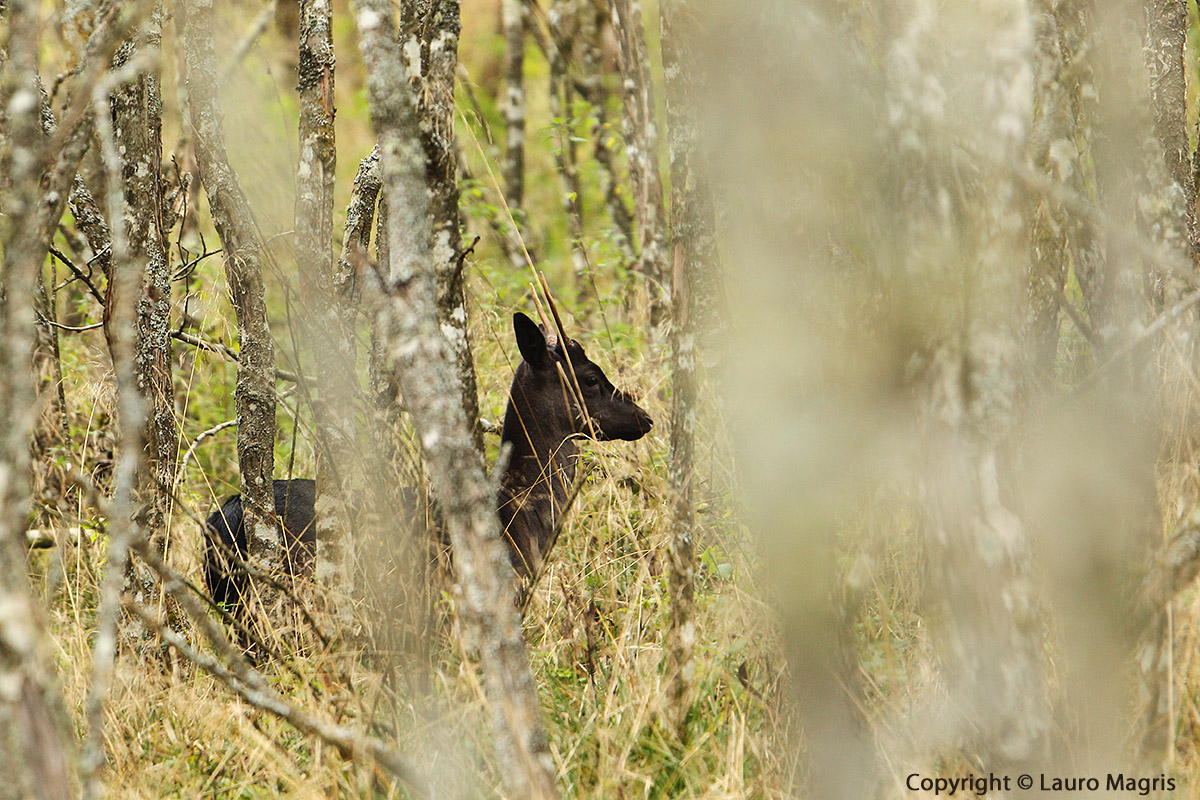 Daino giovane: Profilo nascosto
