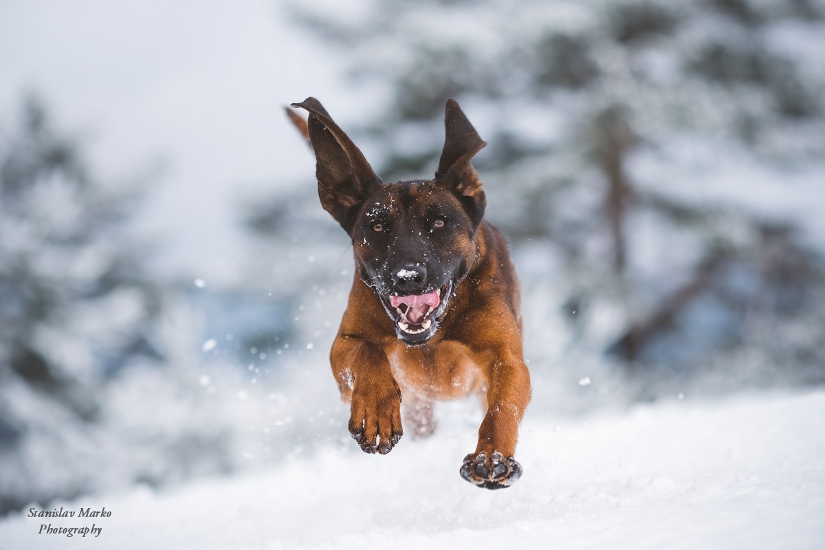 Bavarian Mountain Scenthound