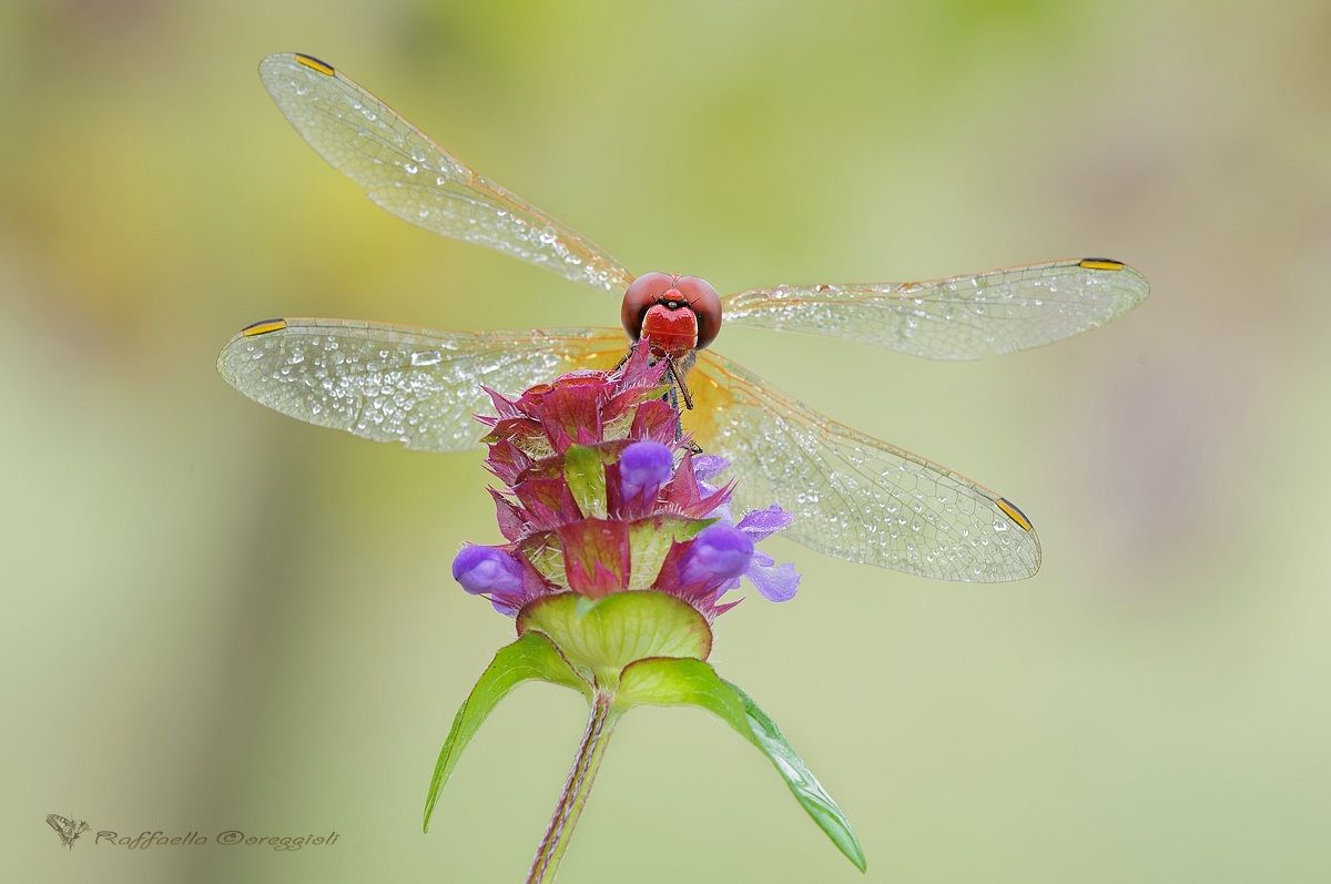 Sympetrum Pensieroso....
