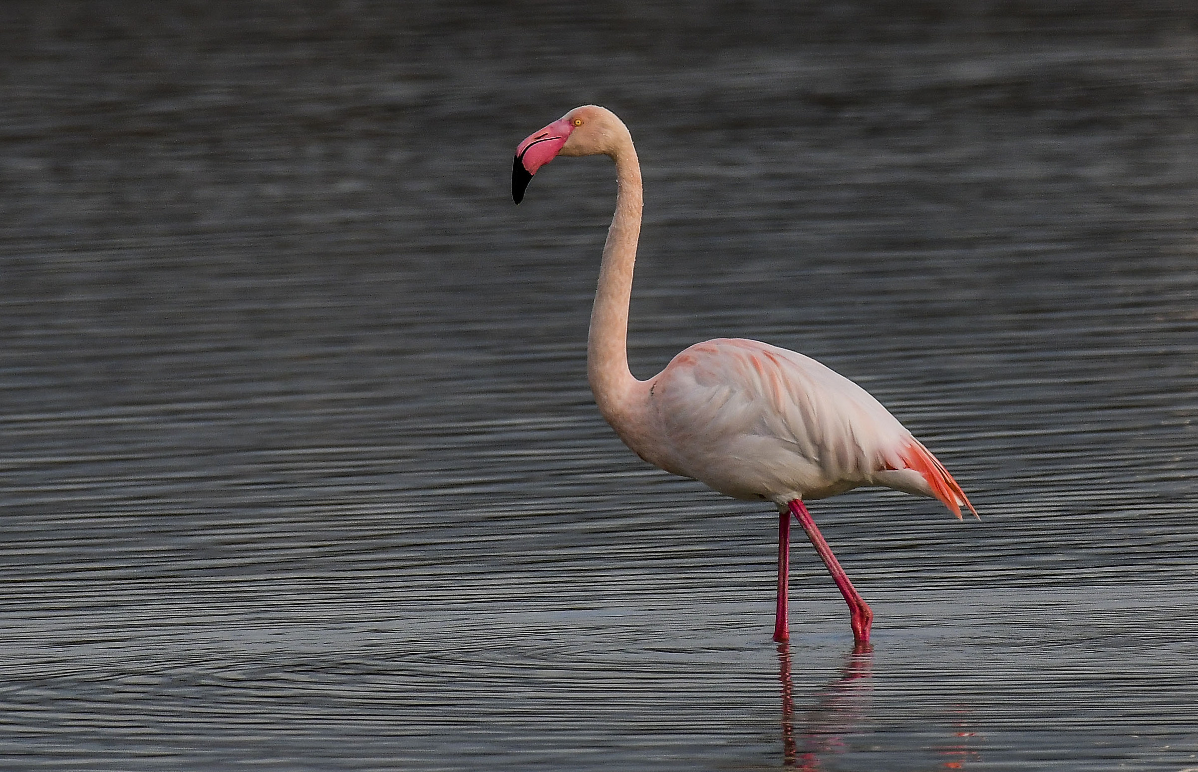 Pink flamingo