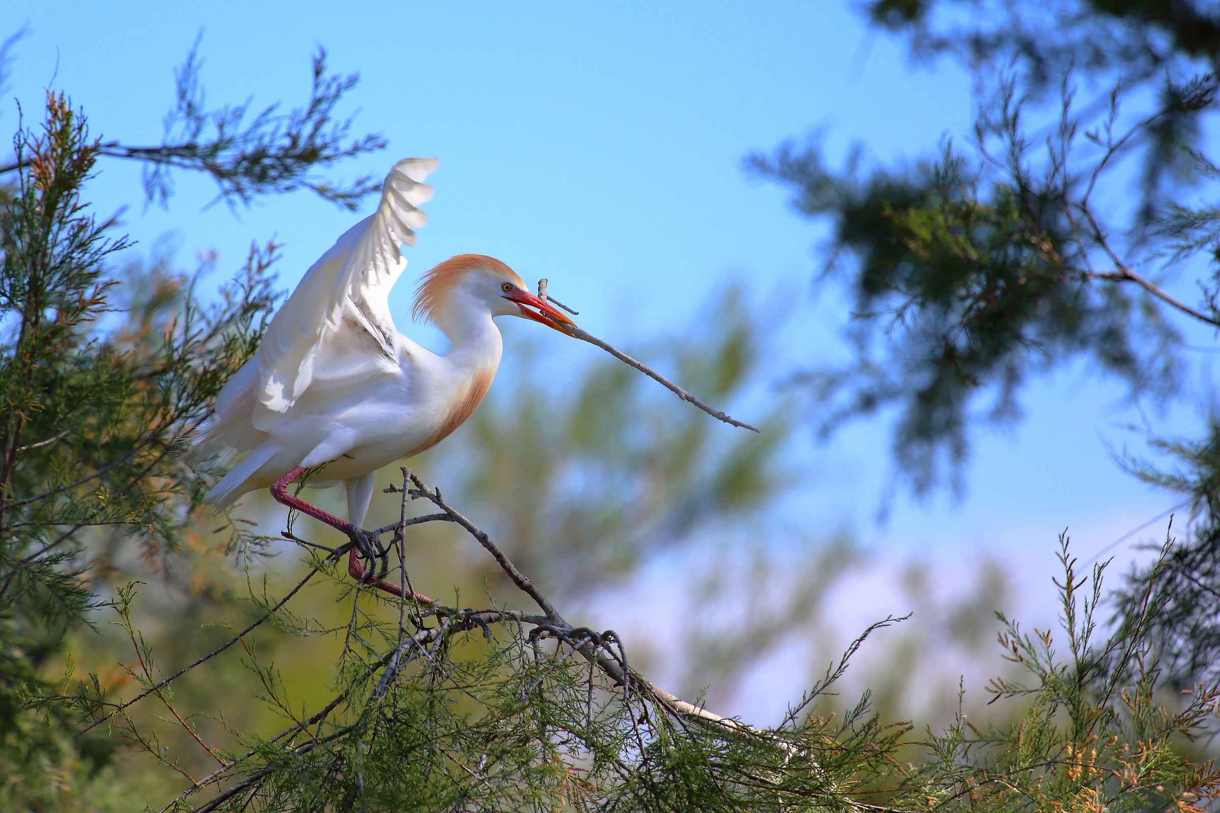 Guardabuoi all'opera