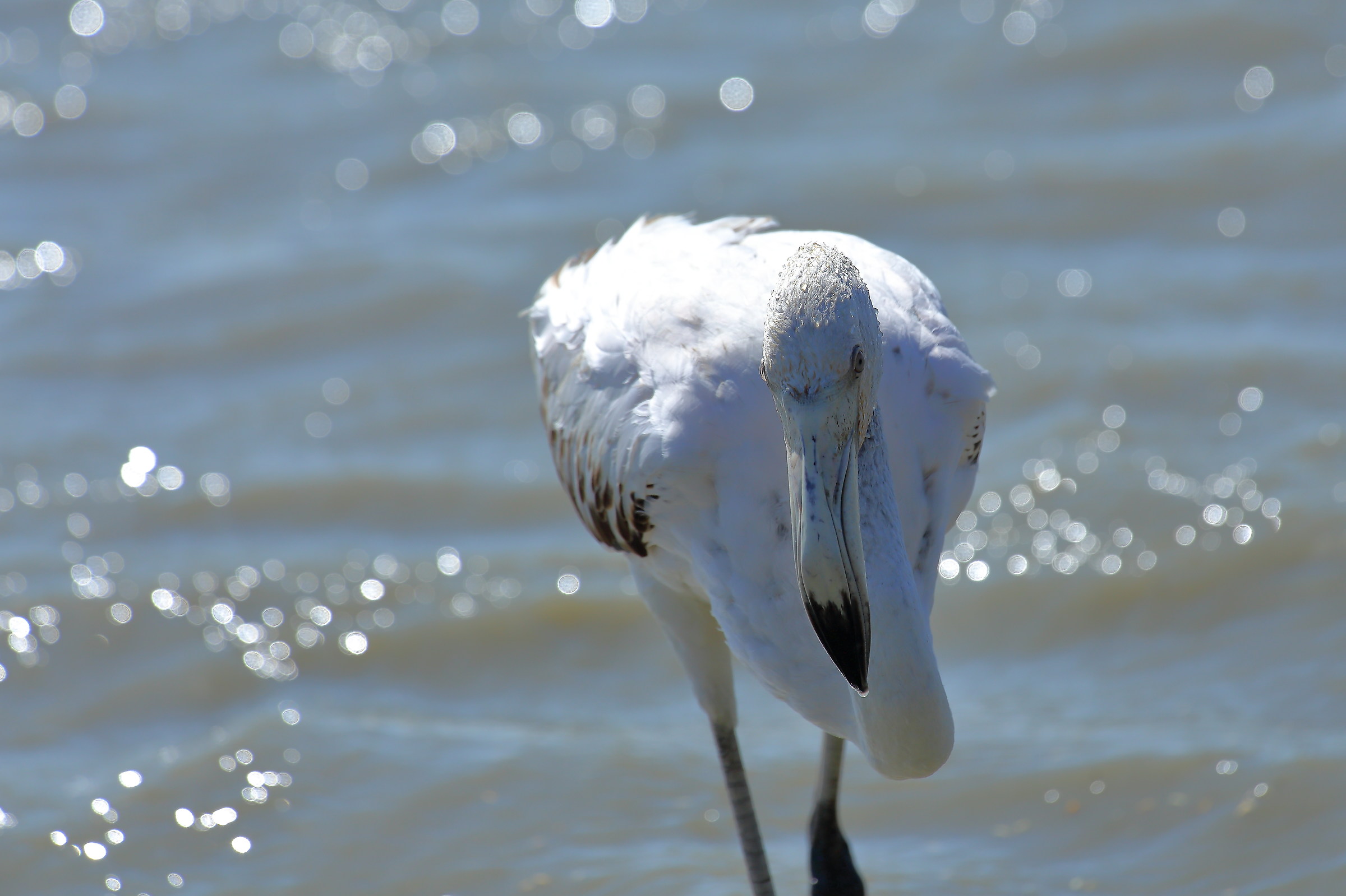 Il becco del fenicottero