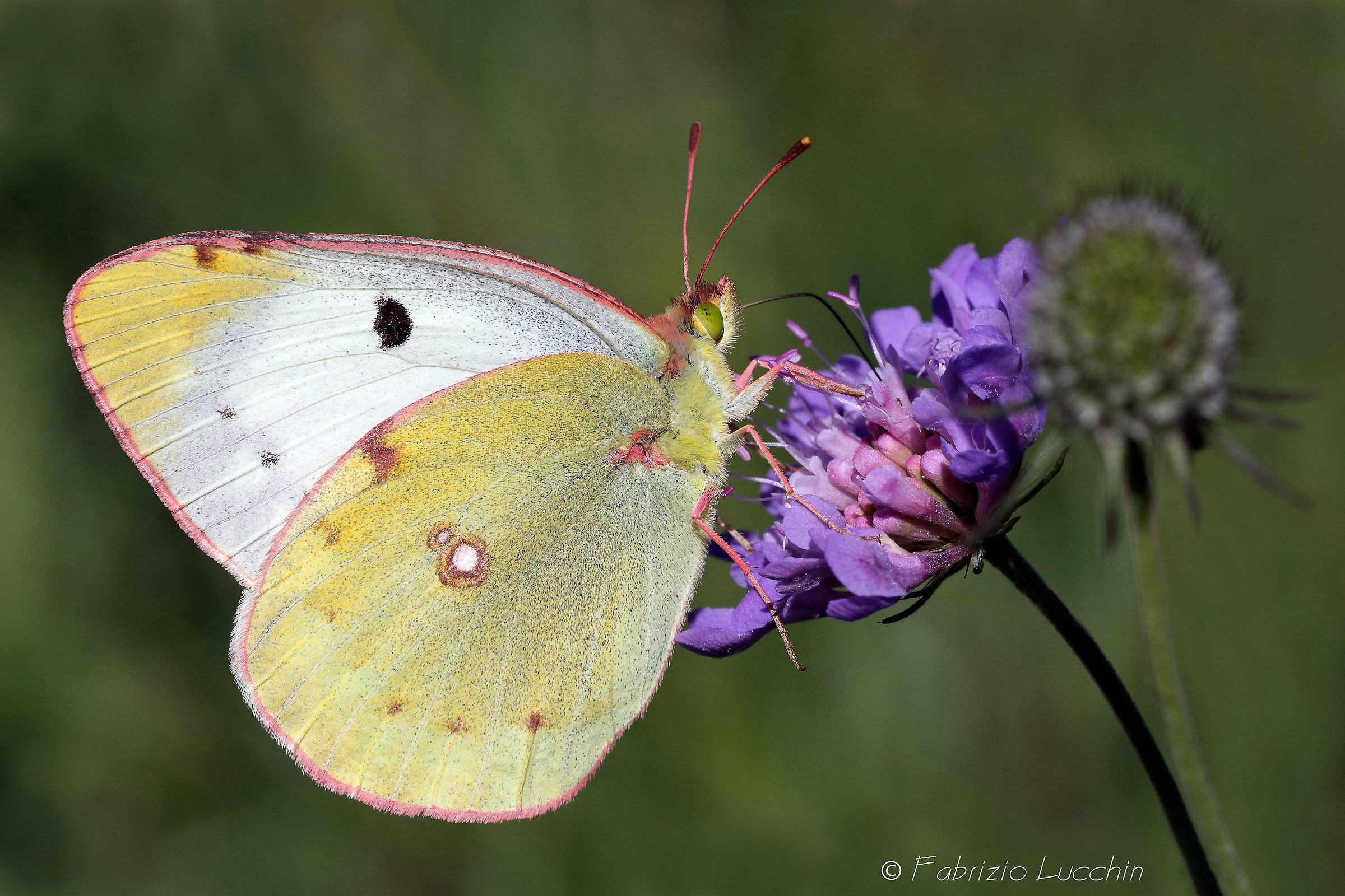 Colias crocea F. forma helicina