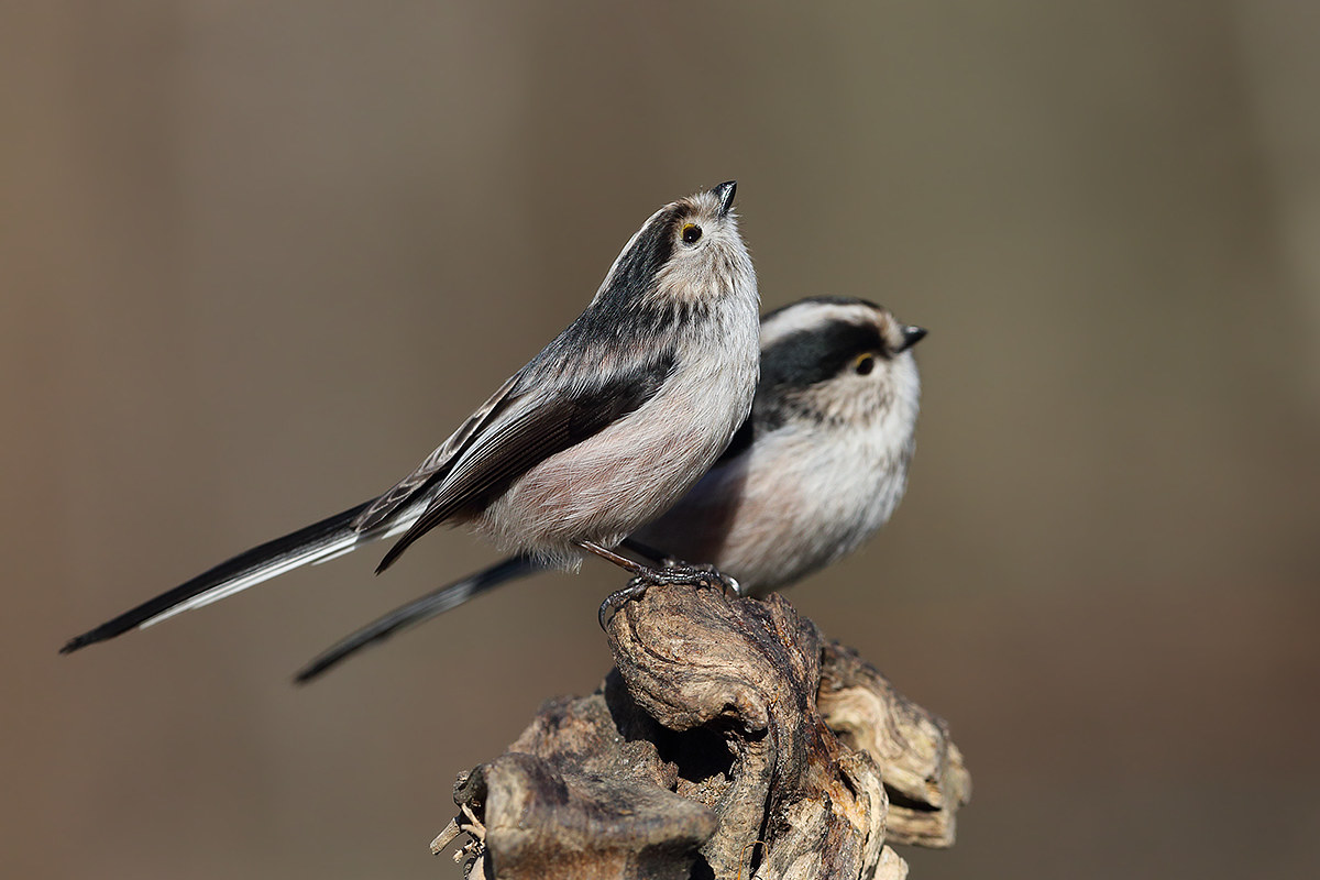 long-tailed tits