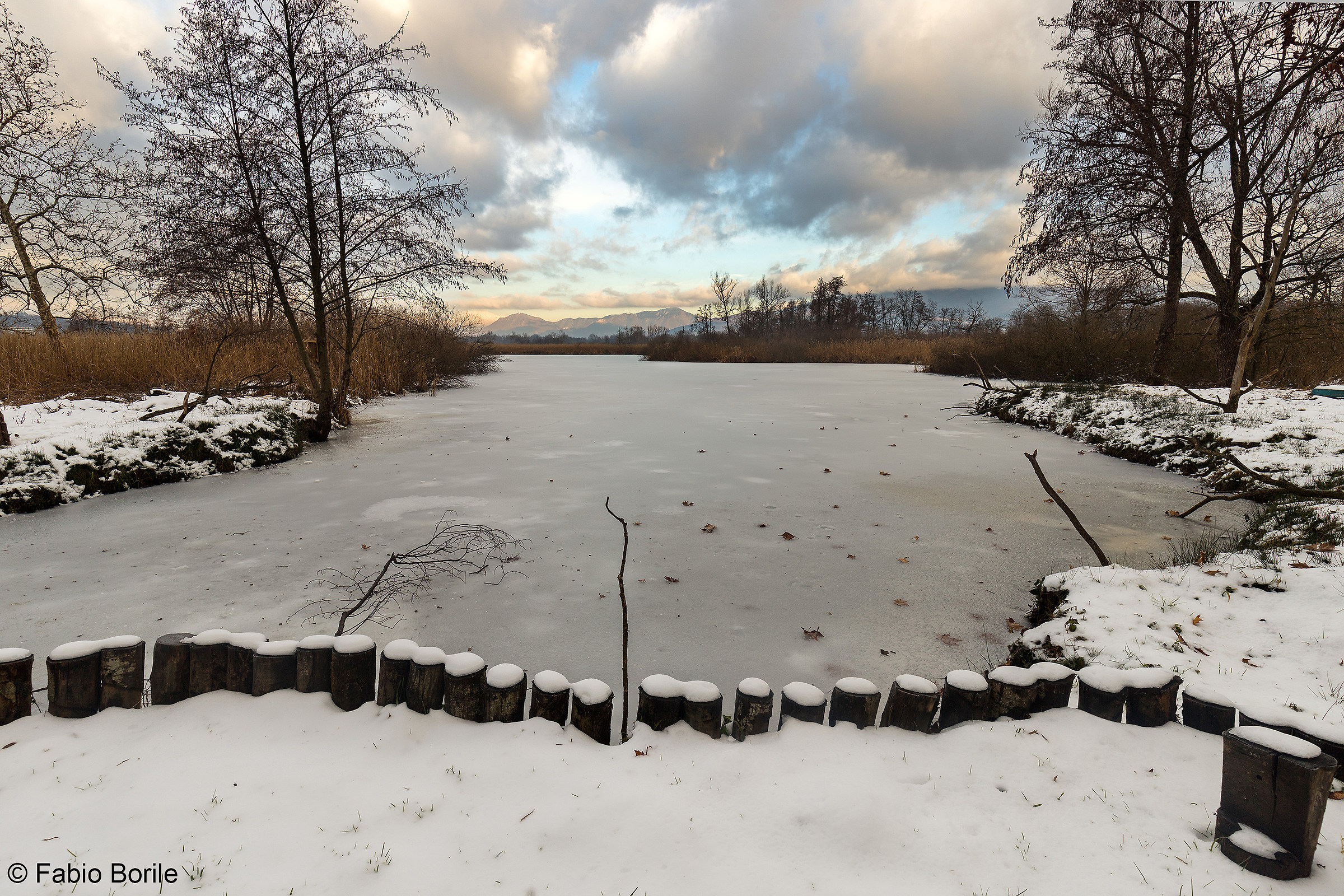 Frozen Brabbia swamp