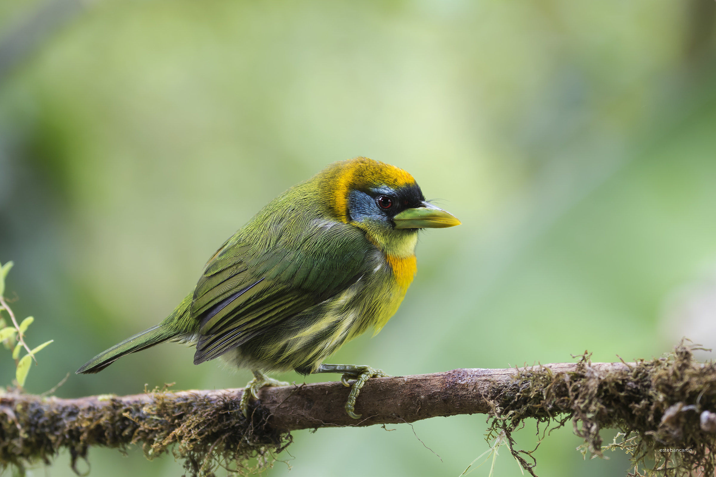 Red-headed barbet (female)