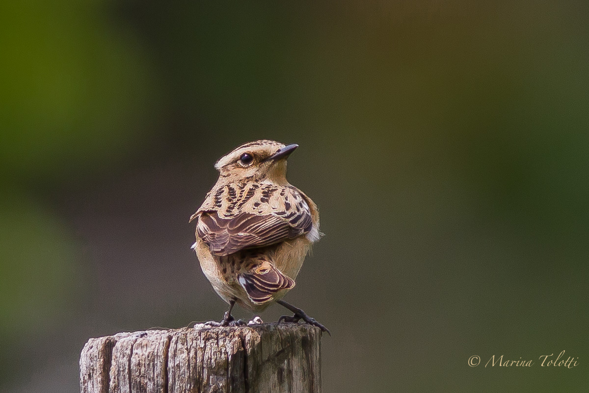 Whinchat