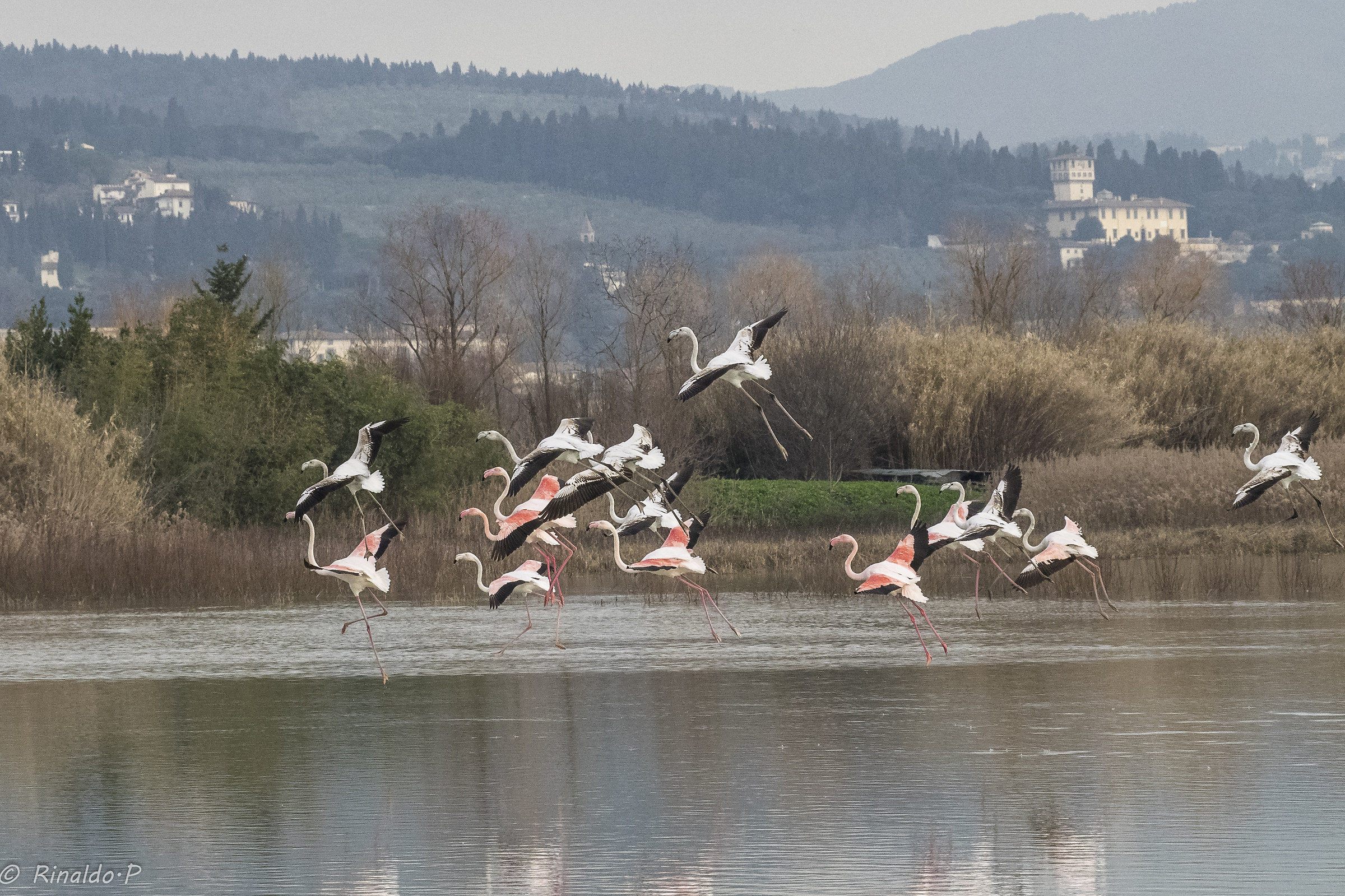 pink flamingos in Florence