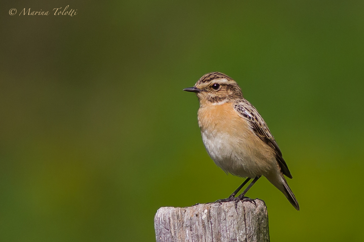 the Whinchat