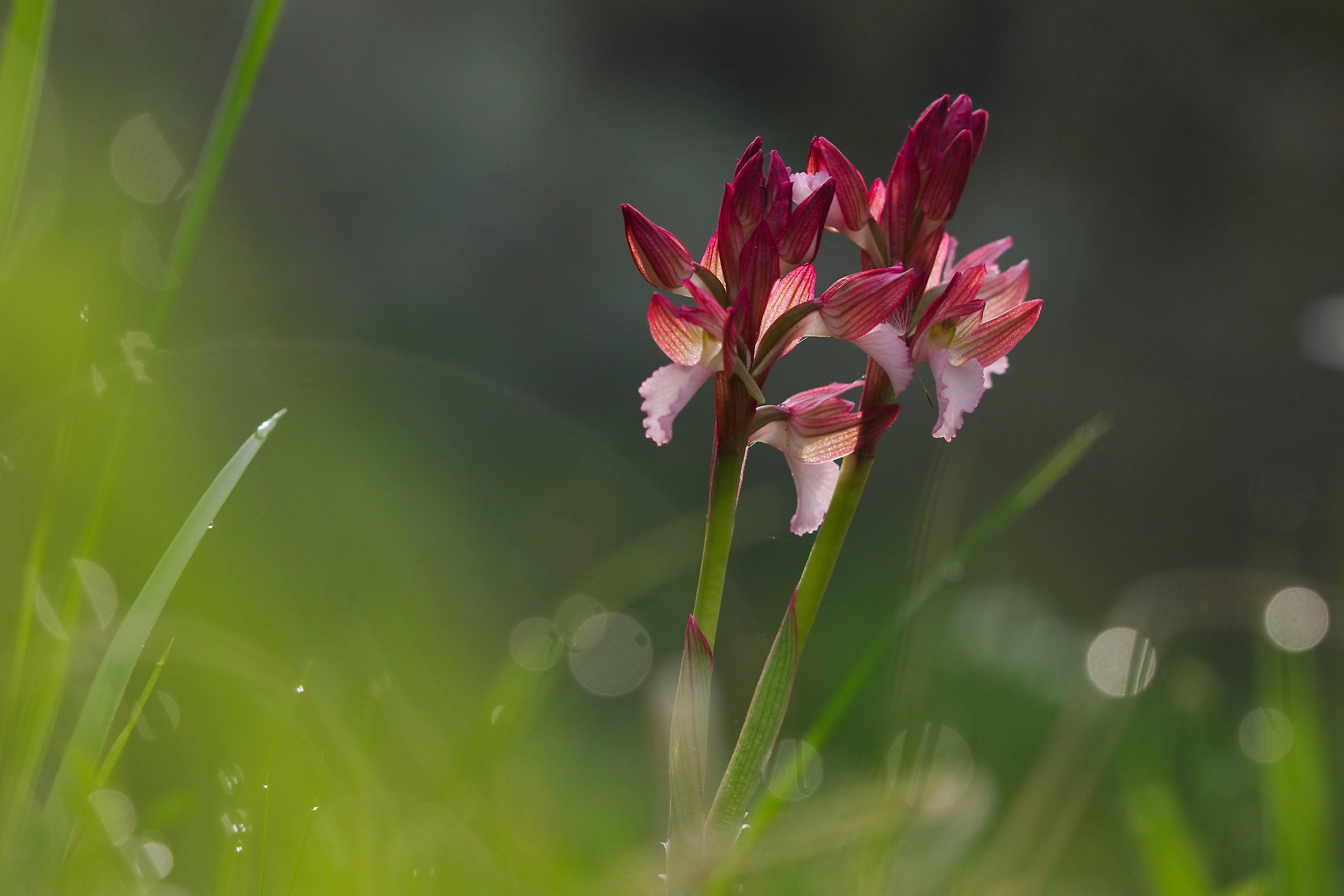 Anacamptis Papilionacea