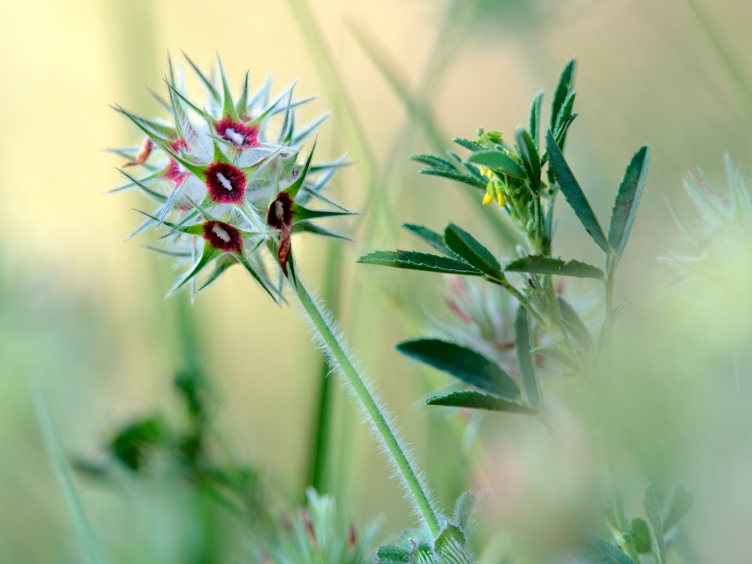 Trifolium Stellatum