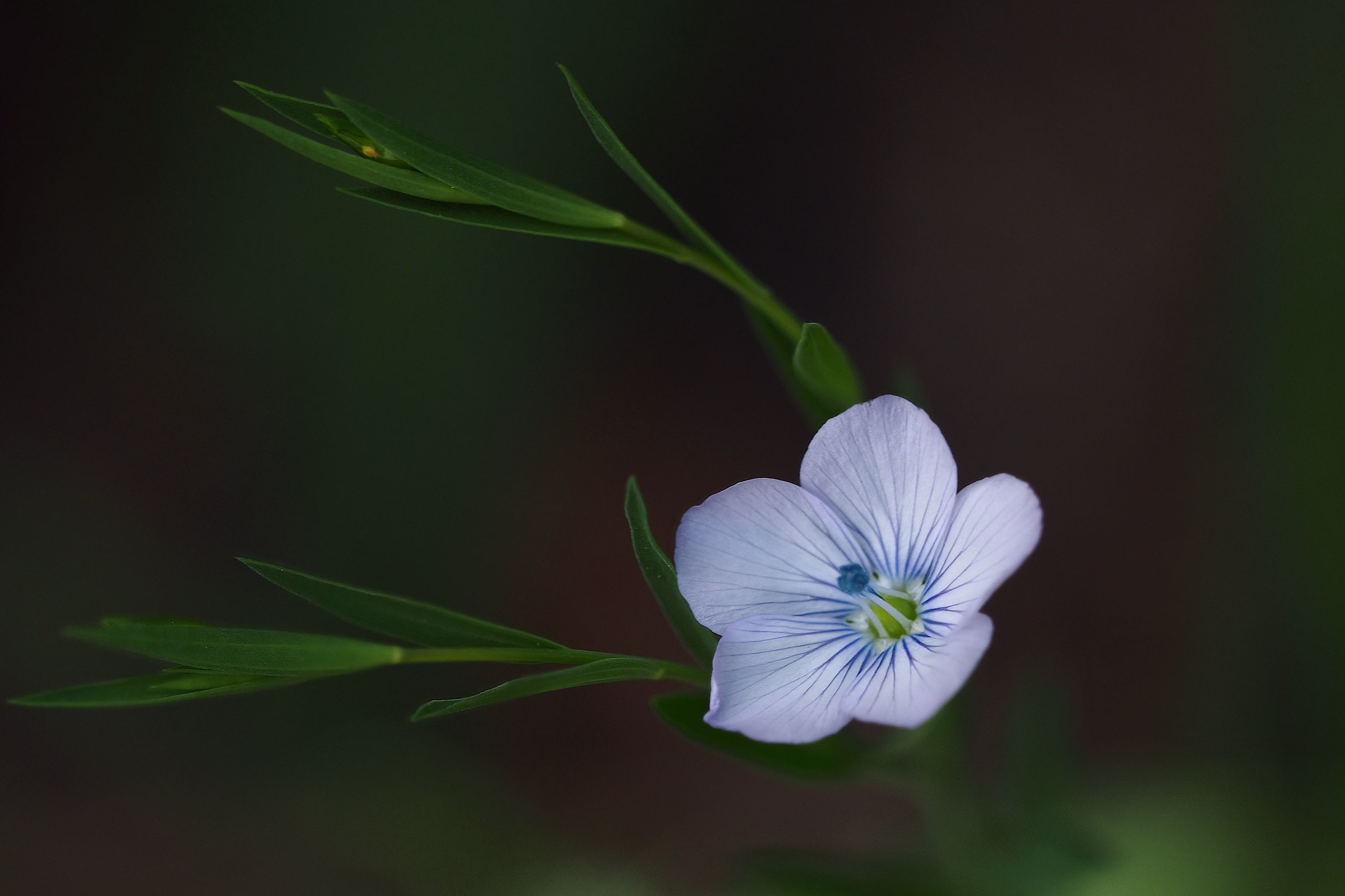 Linum Usitatissimum