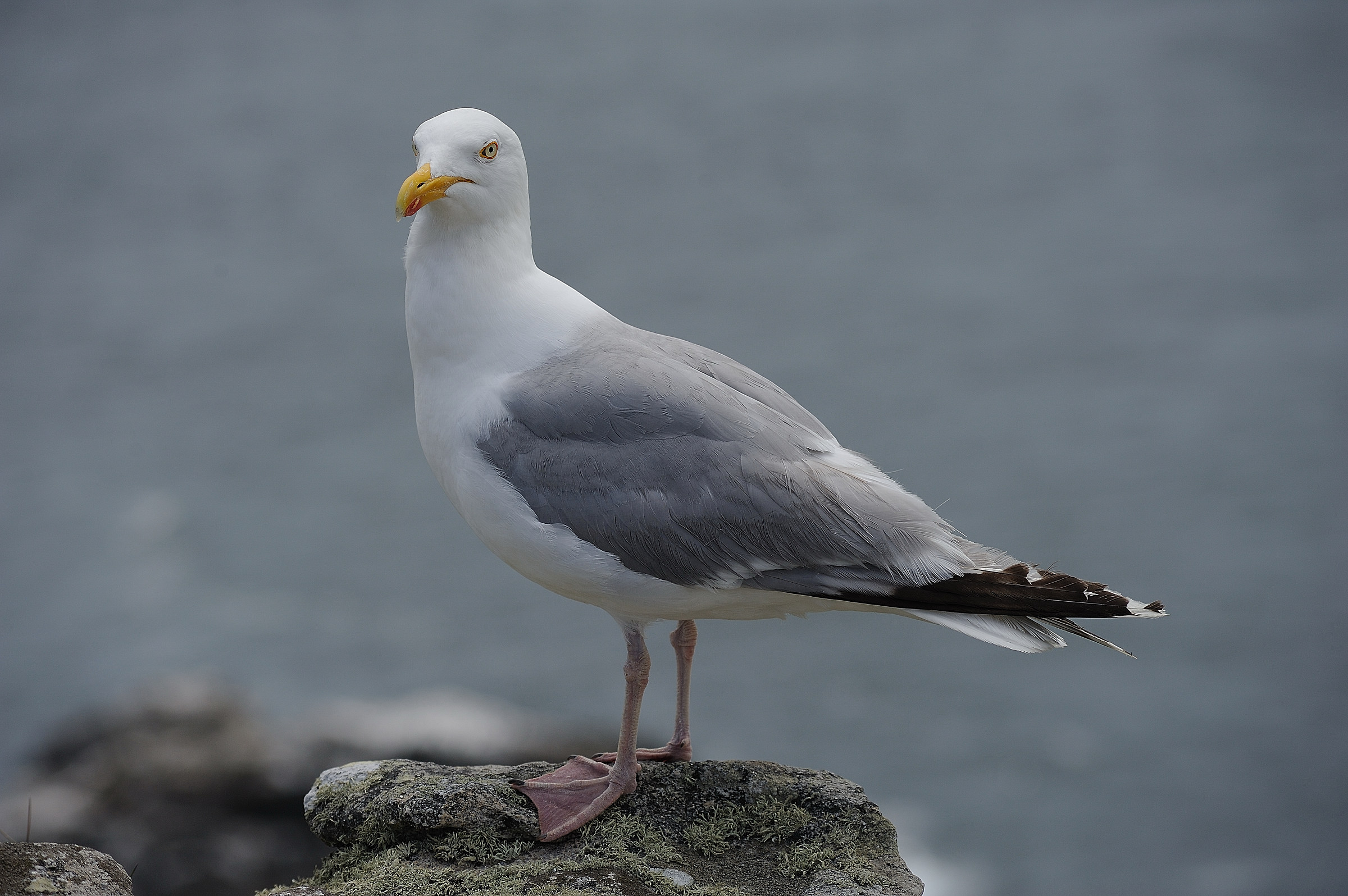 Northern seagull