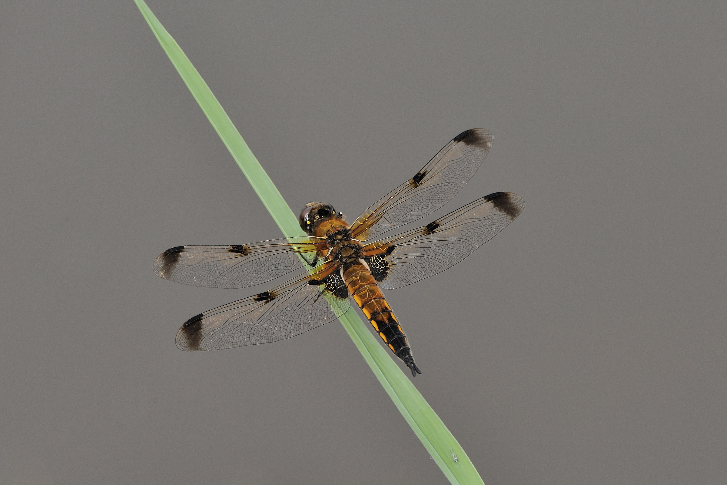 Quadrimaculate dragonfly