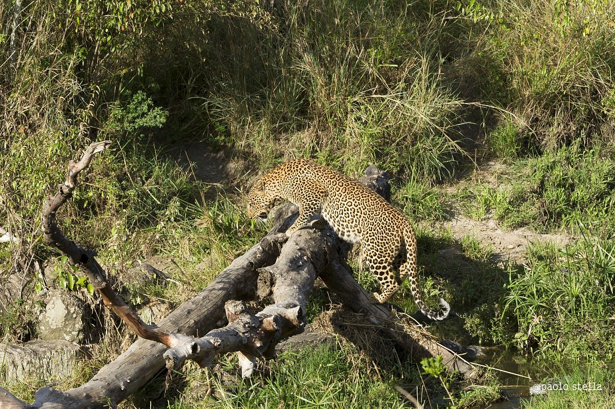 walking leopard close to  the river
