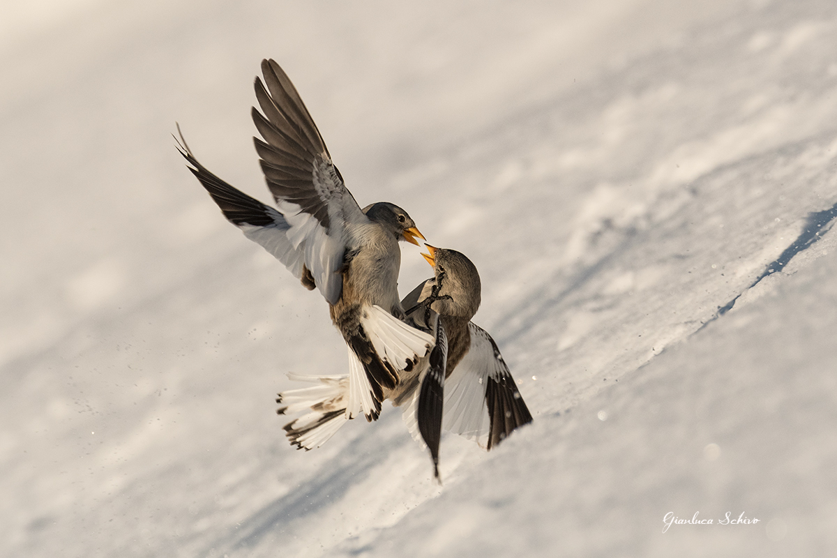 Fights between finches