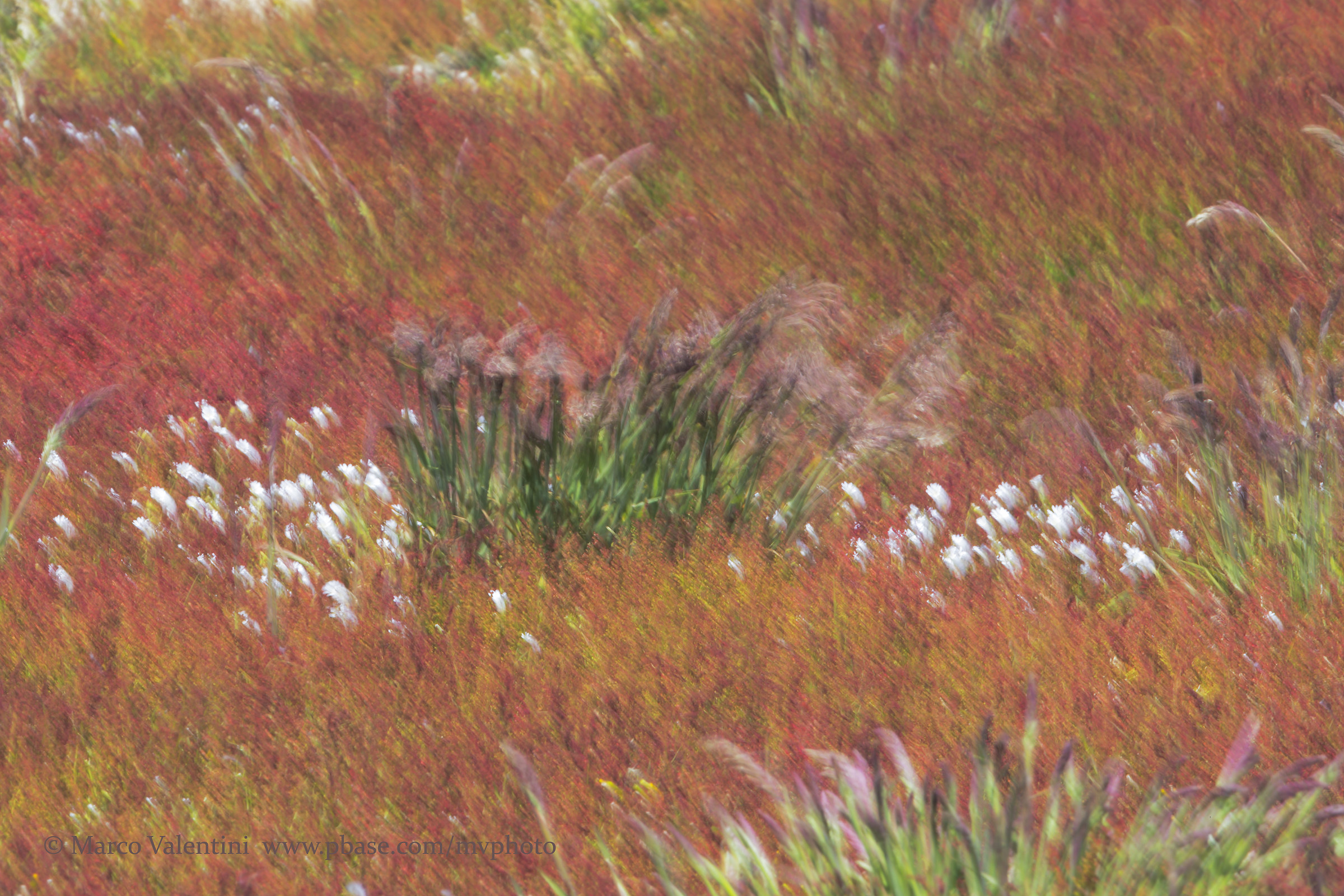 The grass and the wind