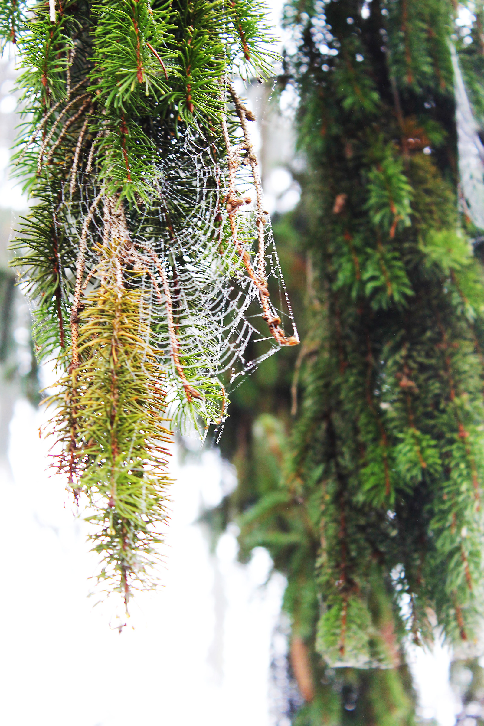 winter spider web
