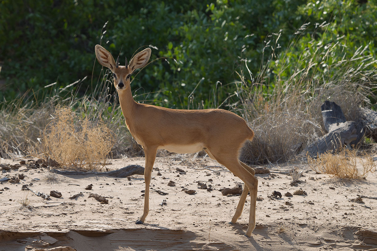 Speenbock (Sesfontein)