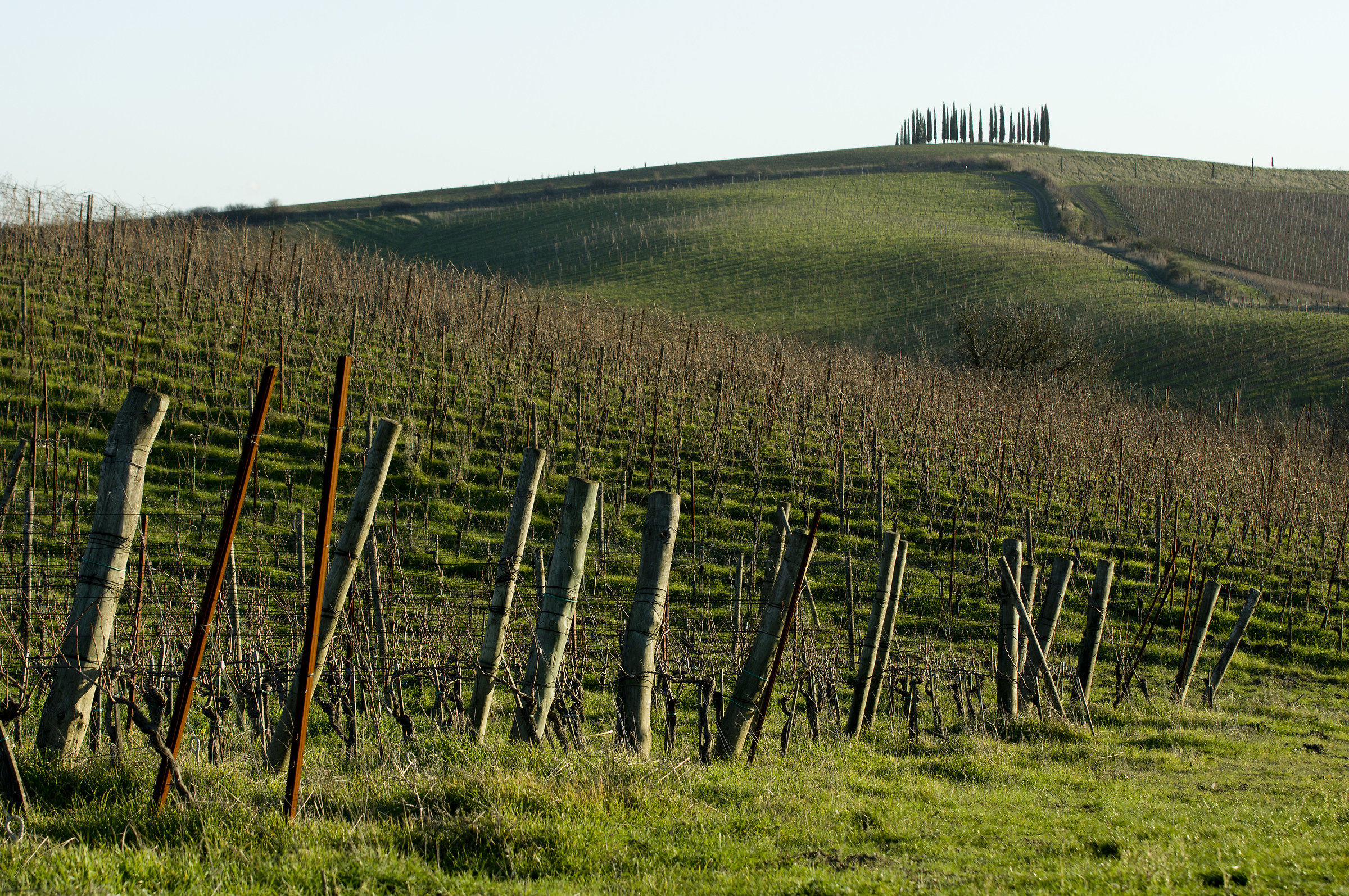the new vineyards at the gates of Chianti