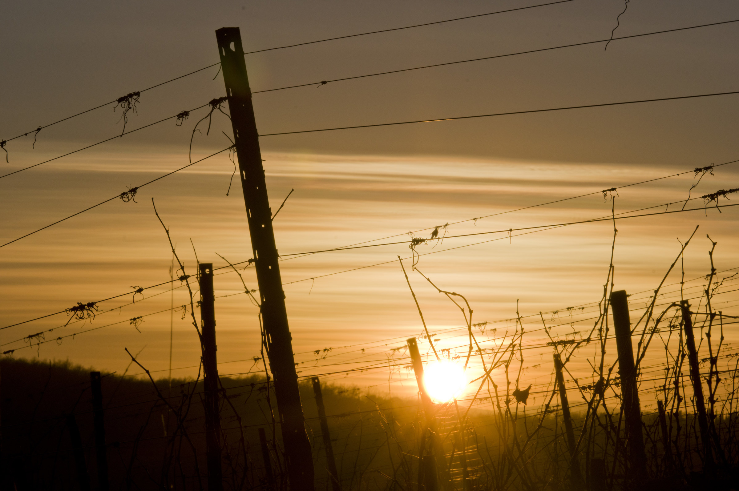 Tramonto tra i filari